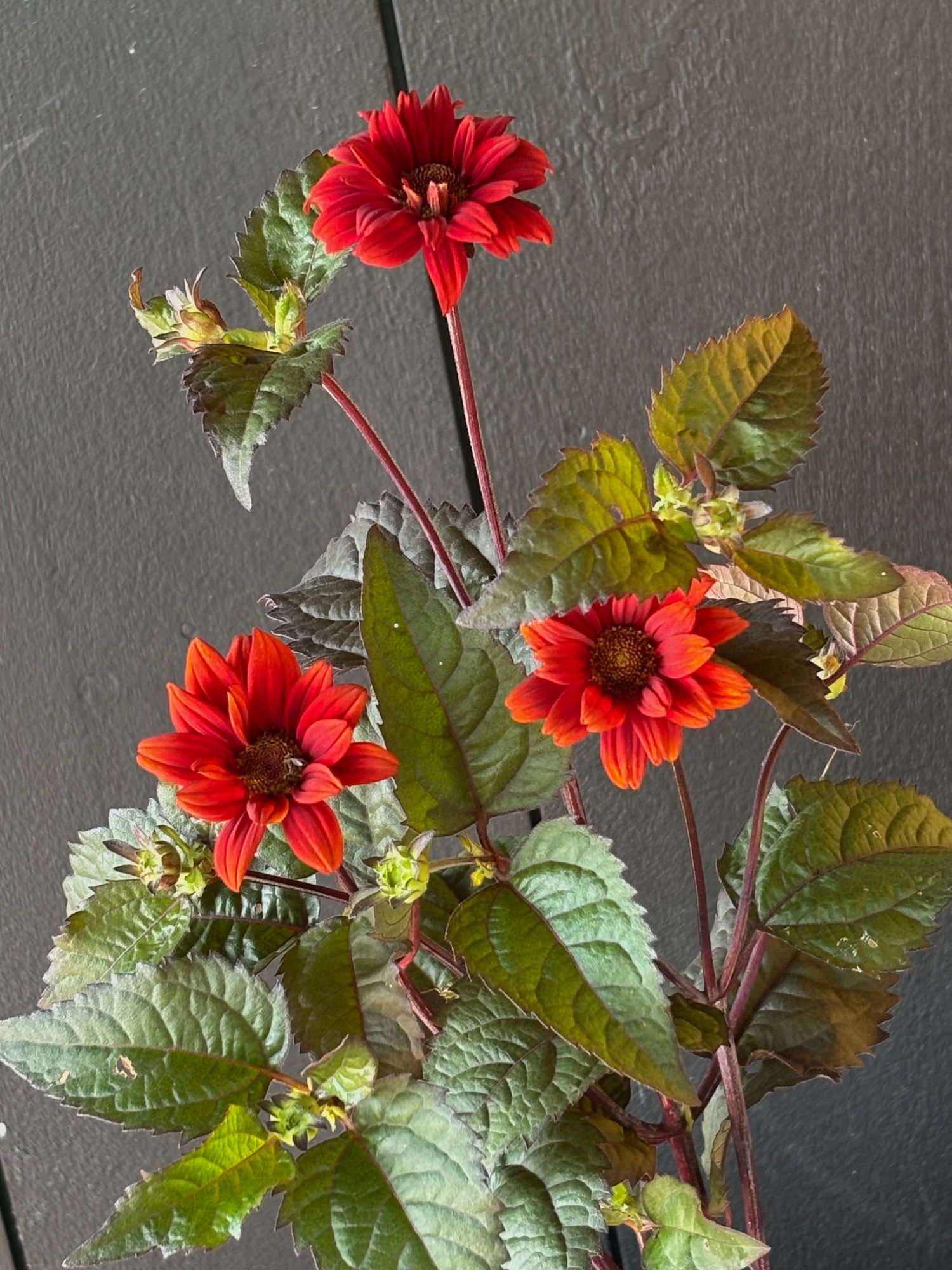 HELIOPSIS helianthoides var. scabra Bleeding Hearts