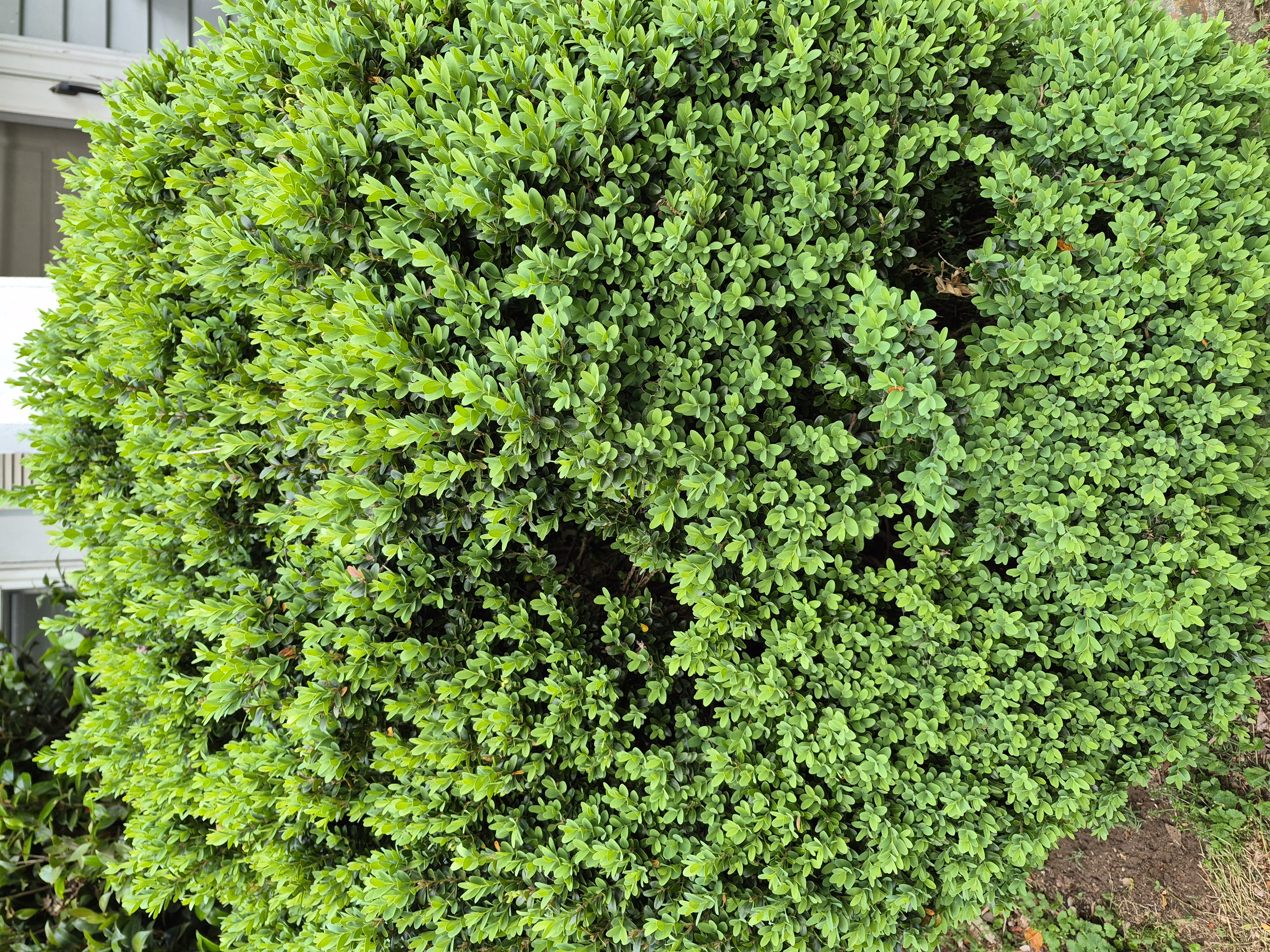 BUXUS