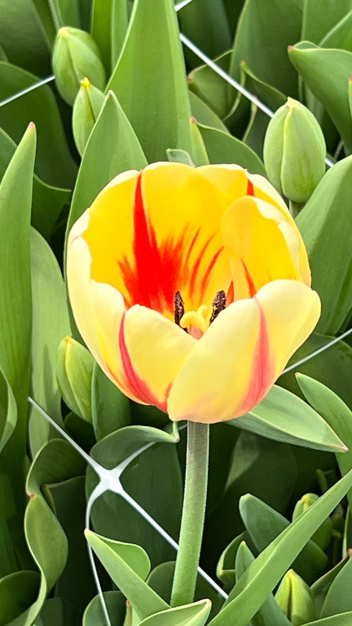 TULIPA