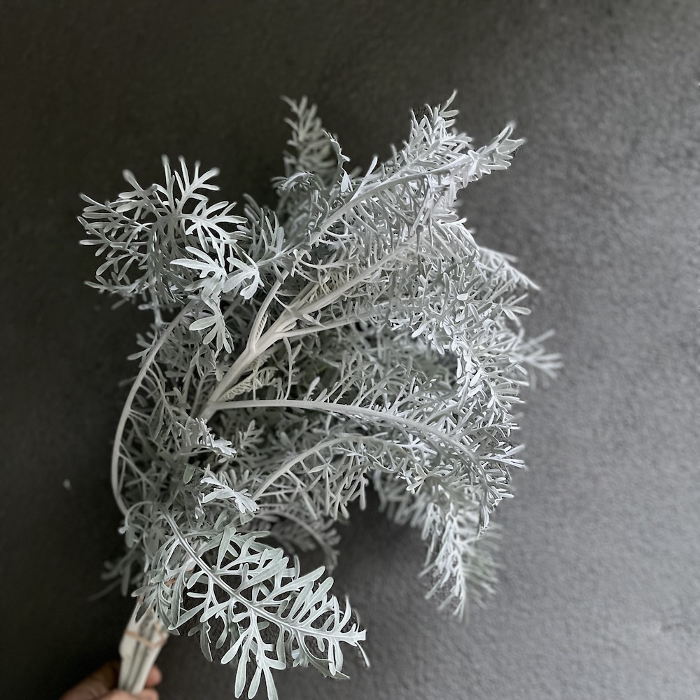 SENECIO cineraria