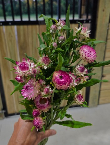 XEROCHRYSUM bracteatum Silvery Rose