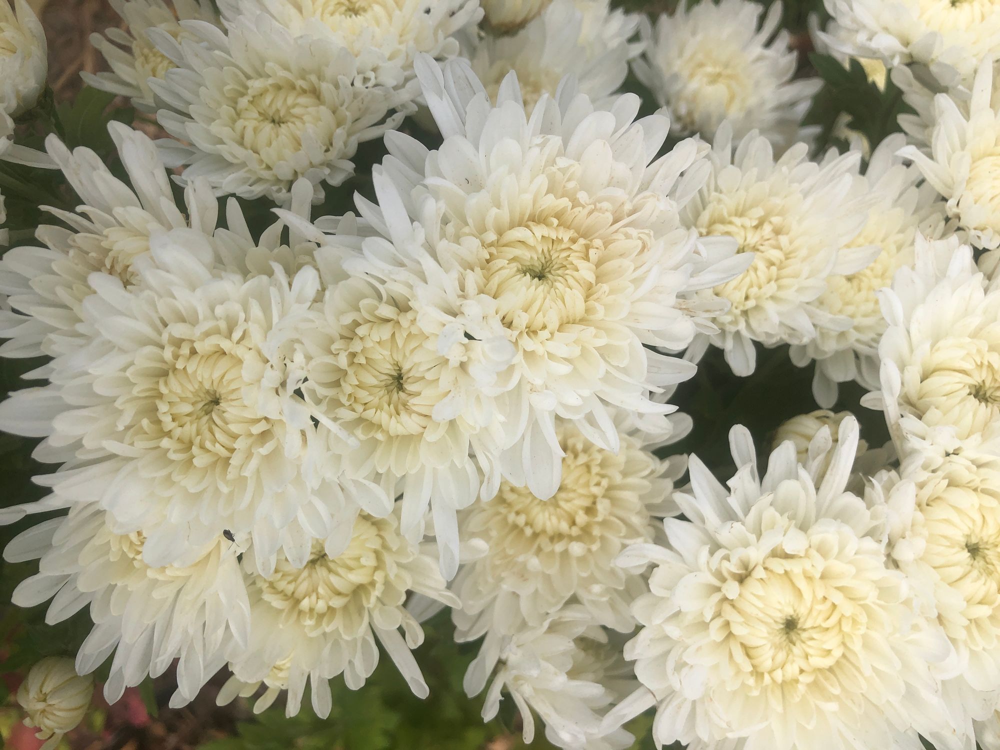 CHRYSANTHEMUM