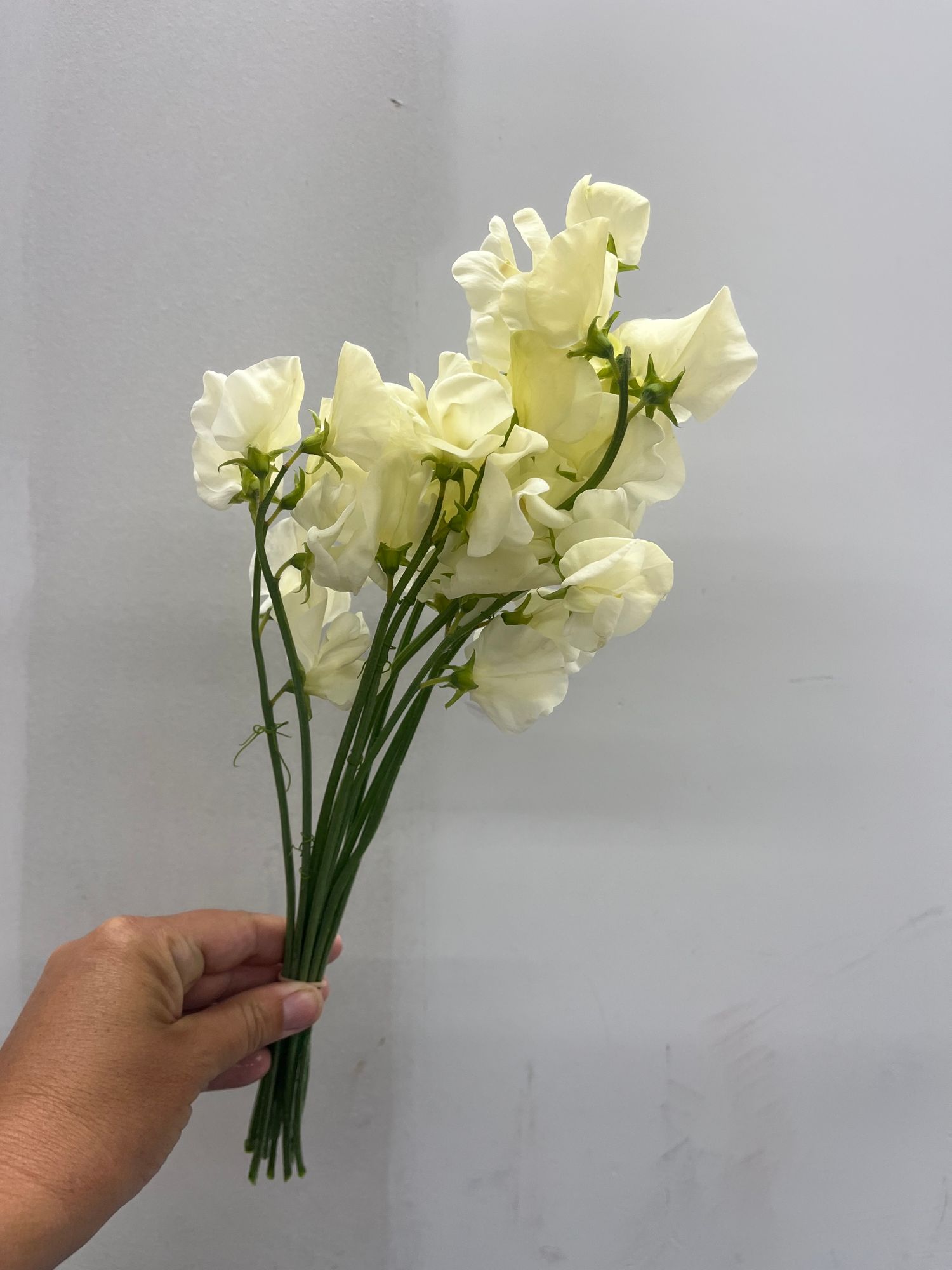 LATHYRUS odoratus Spencer Ice Cream