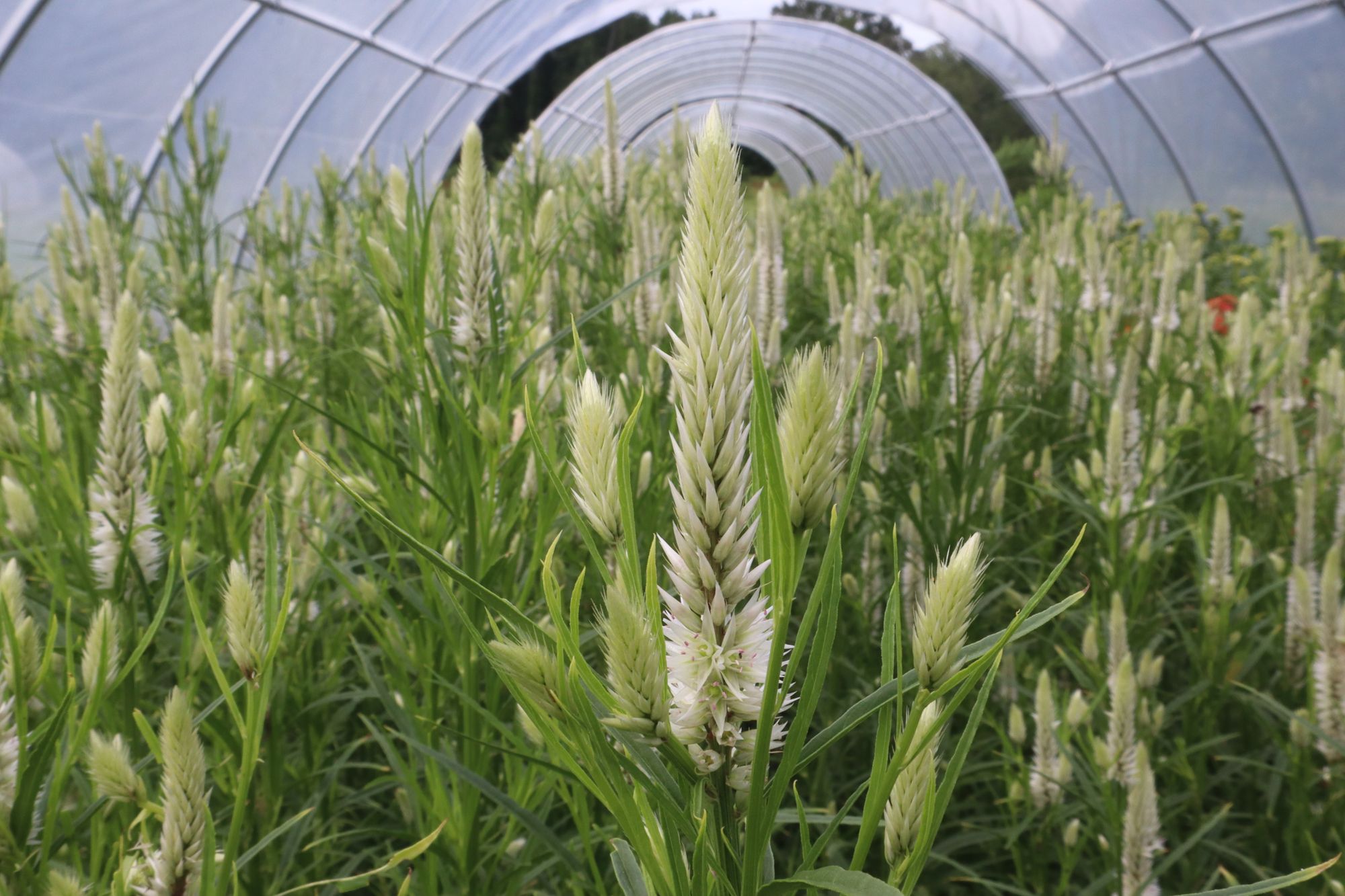 CELOSIA argentea spicata Celway White