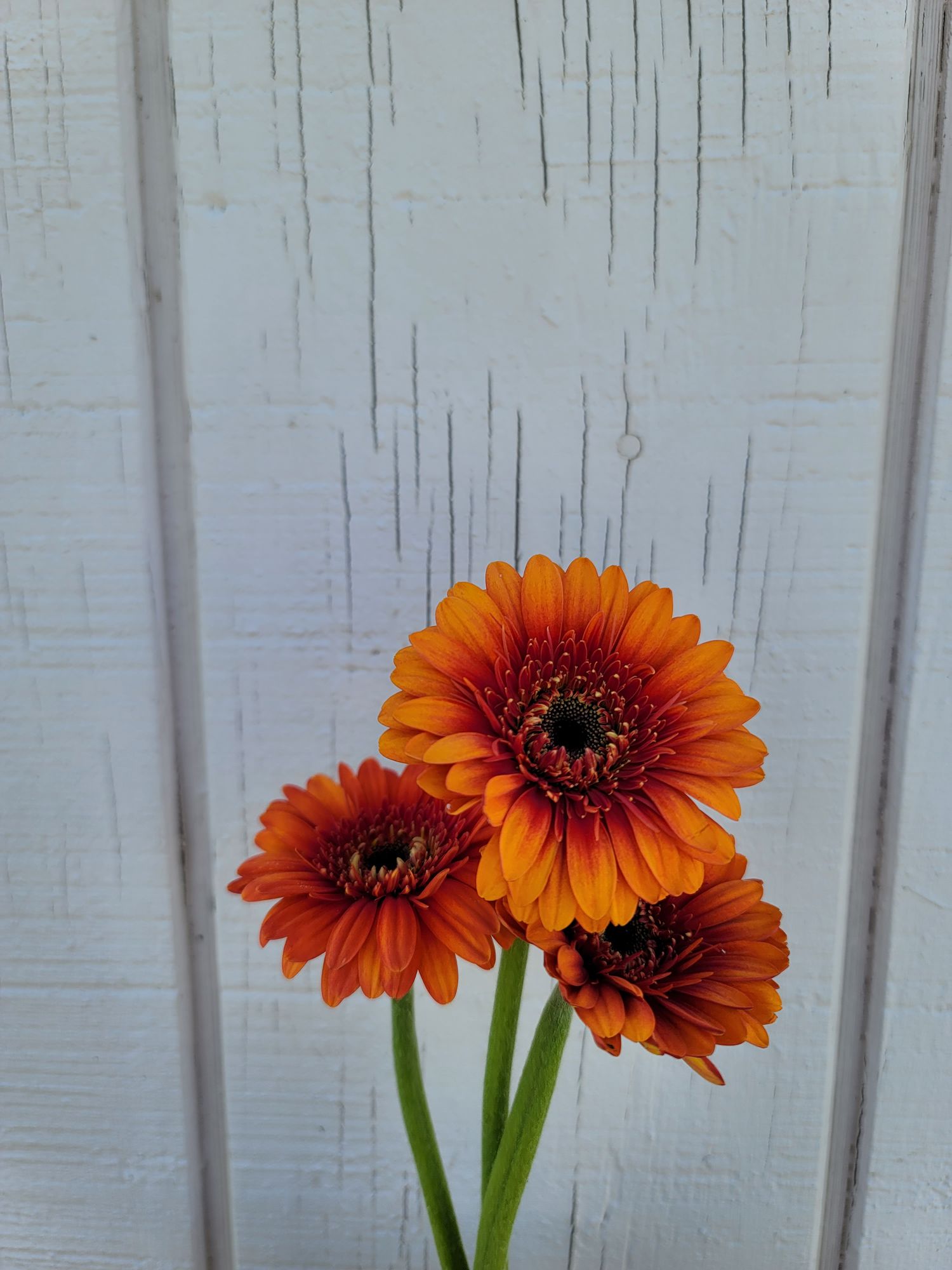 GERBERA jamesonii