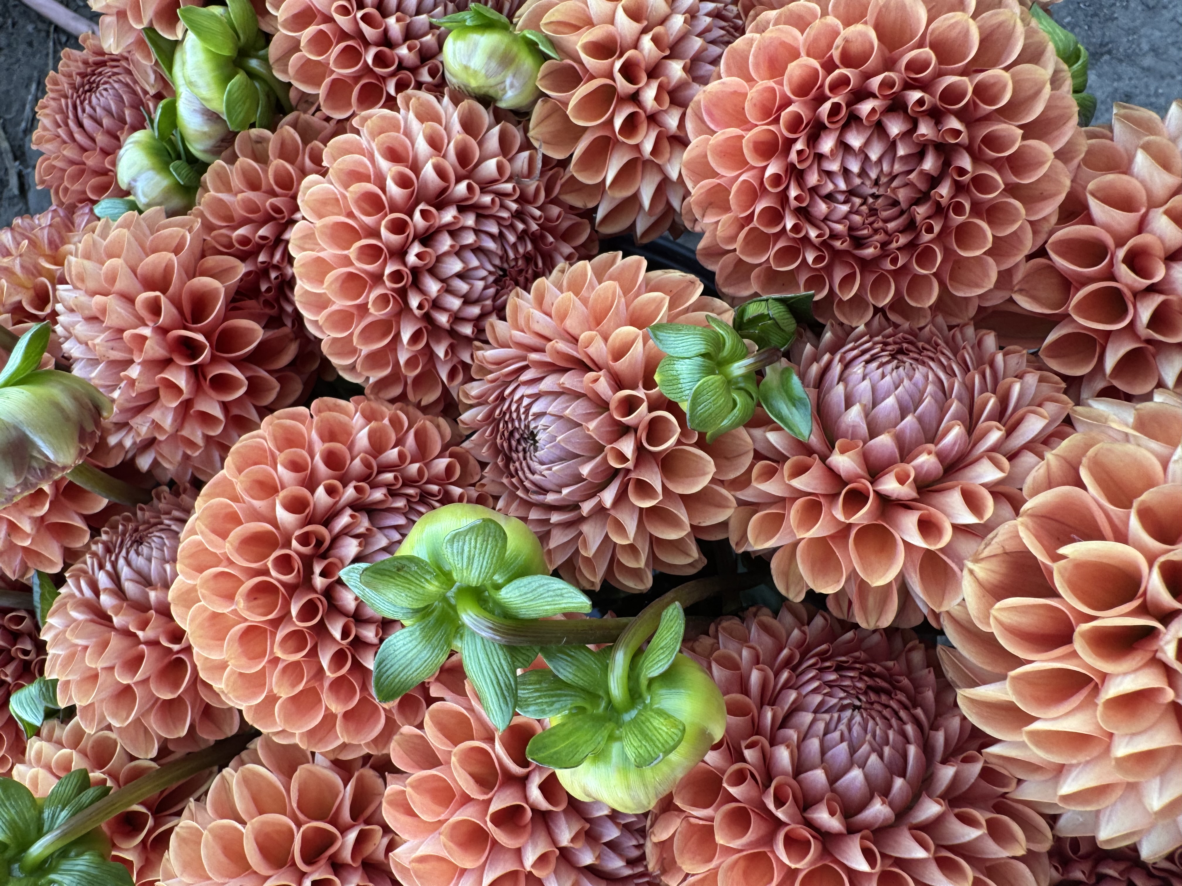 DAHLIA Cornel Bronze
