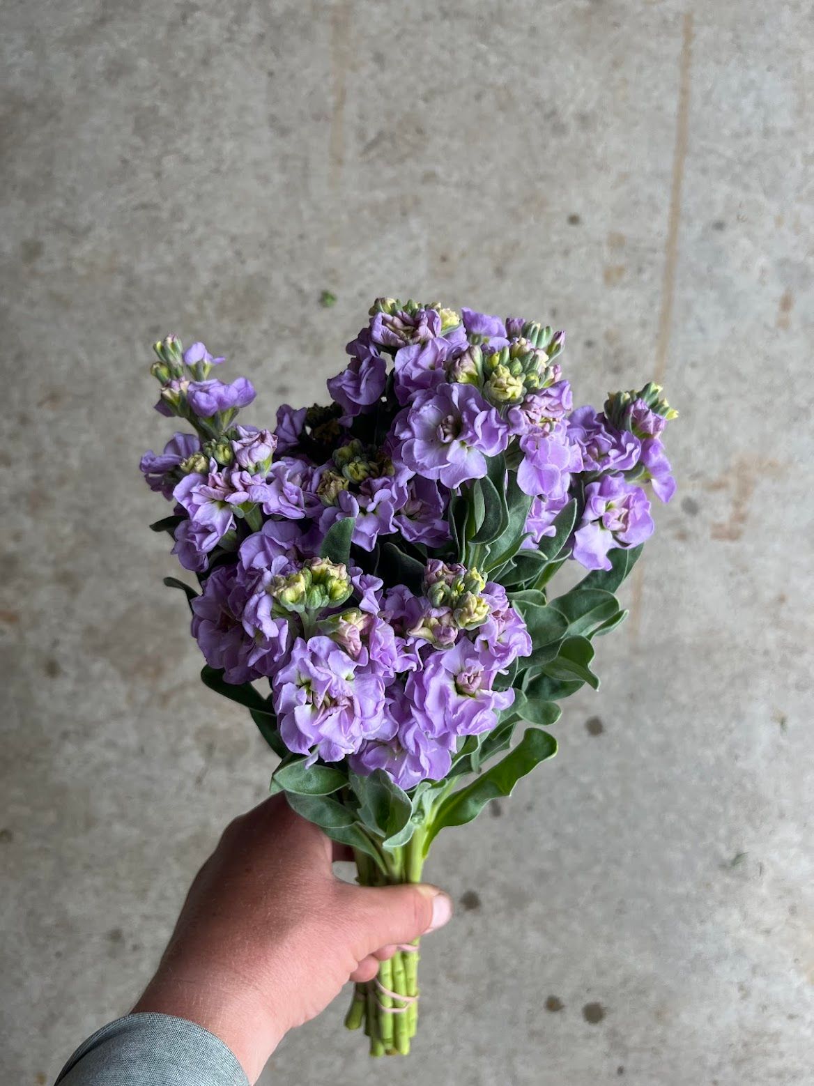 MATTHIOLA incana Iron Marine