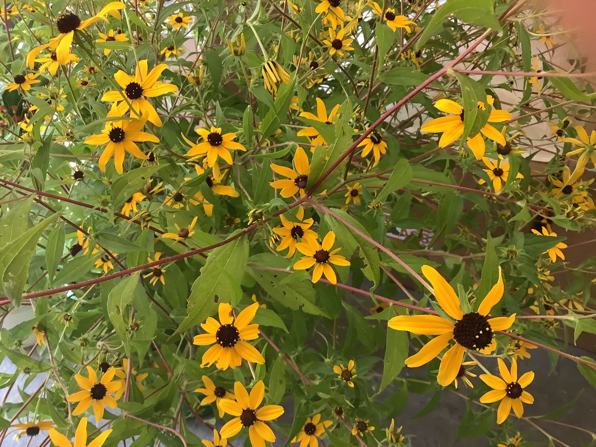 RUDBECKIA triloba