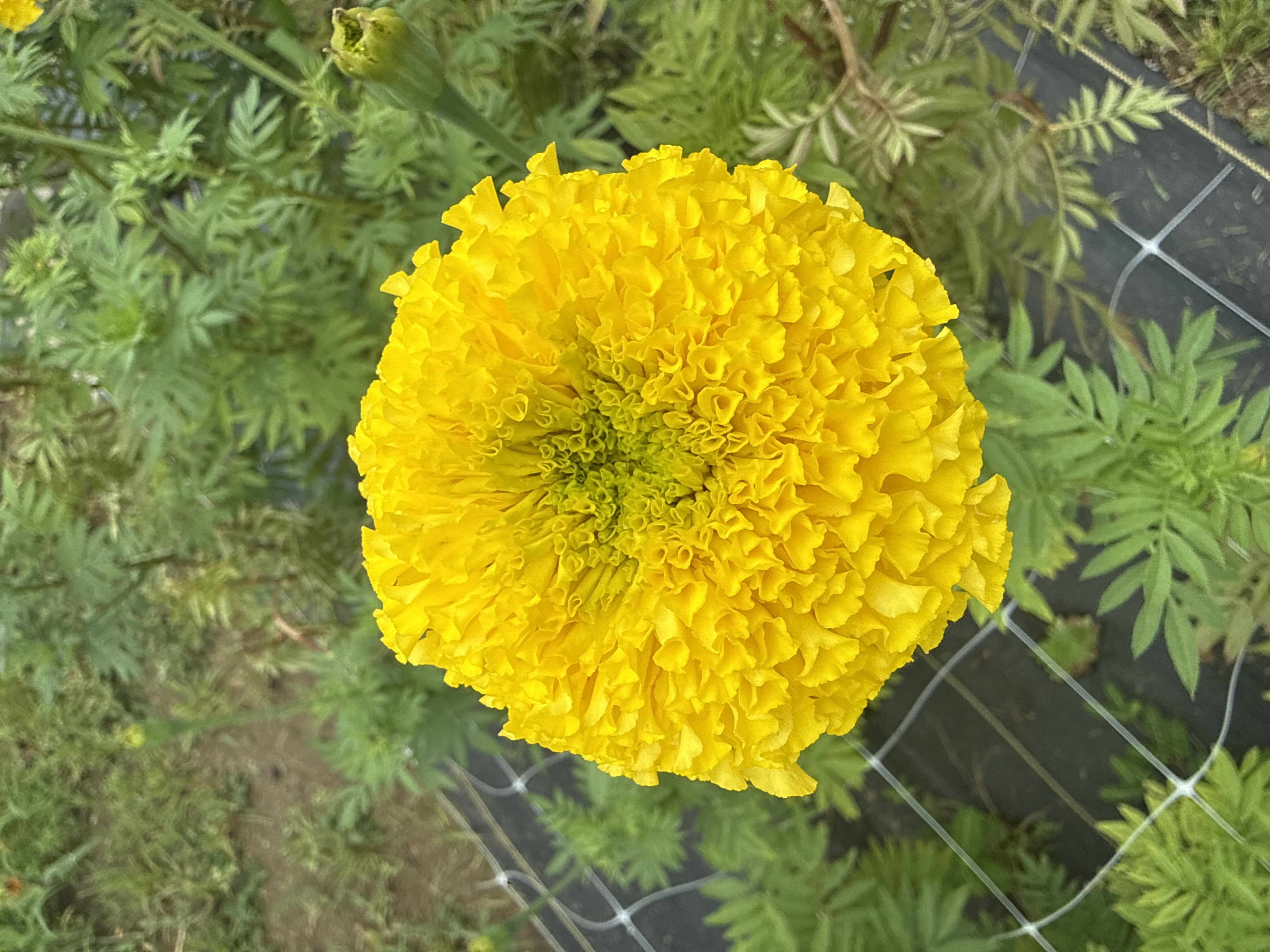 TAGETES erecta Chedi Yellow