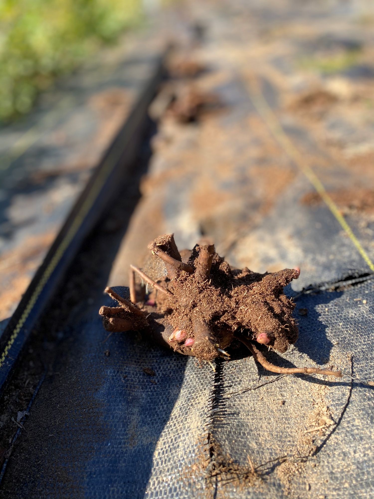 Peony Root Festiva Maxima