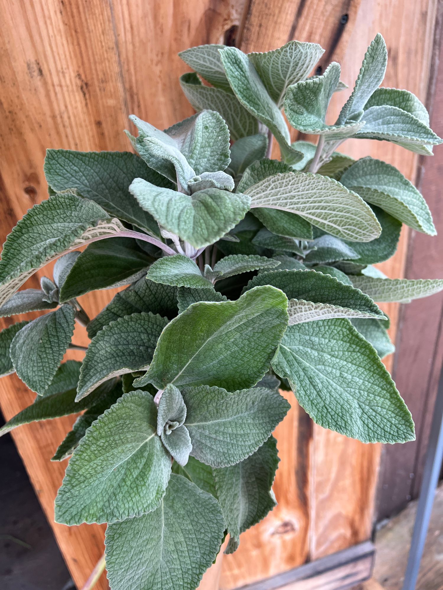 PLECTRANTHUS argentatus