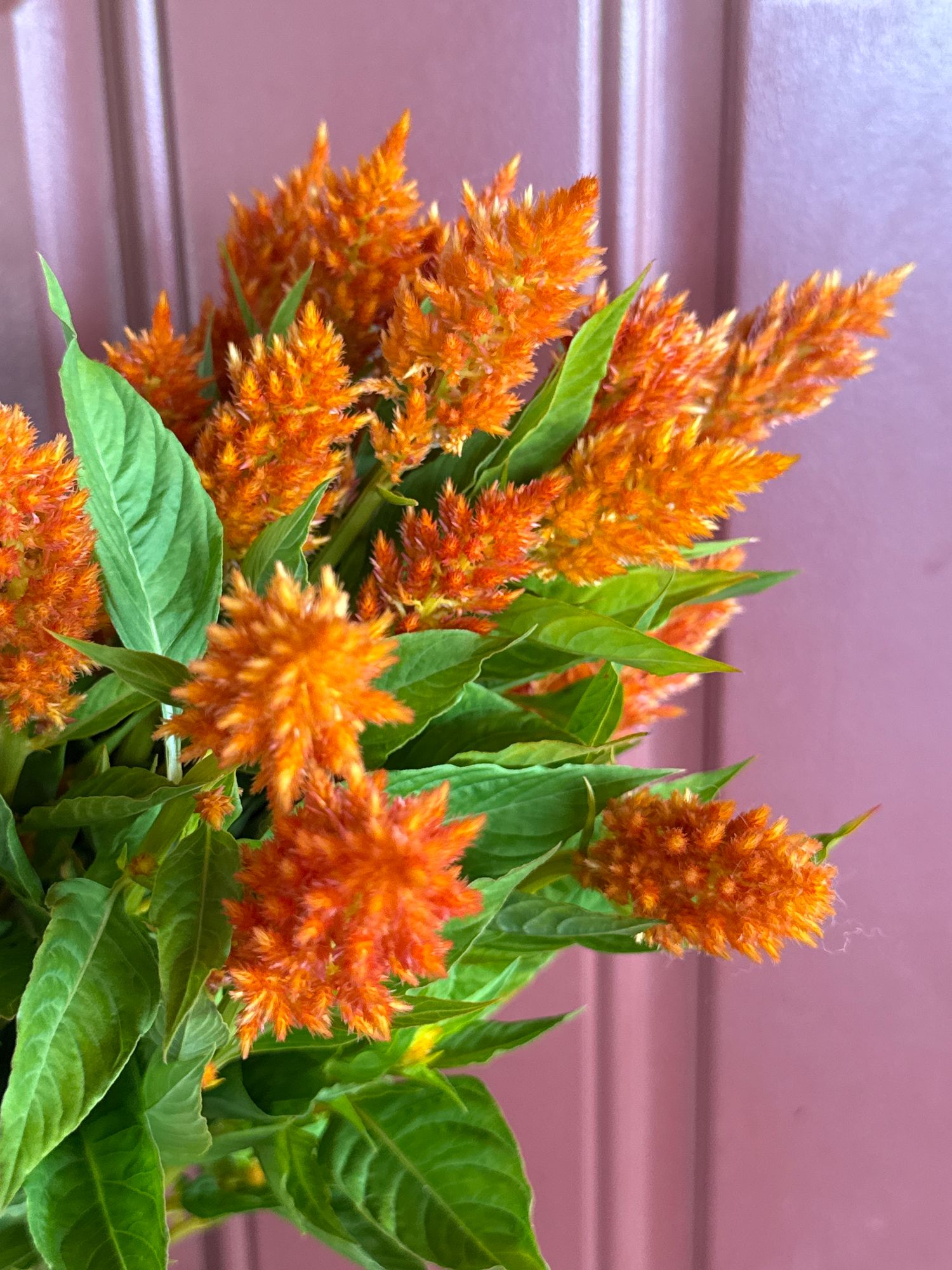 CELOSIA argentea var. plumosa Sunday Orange