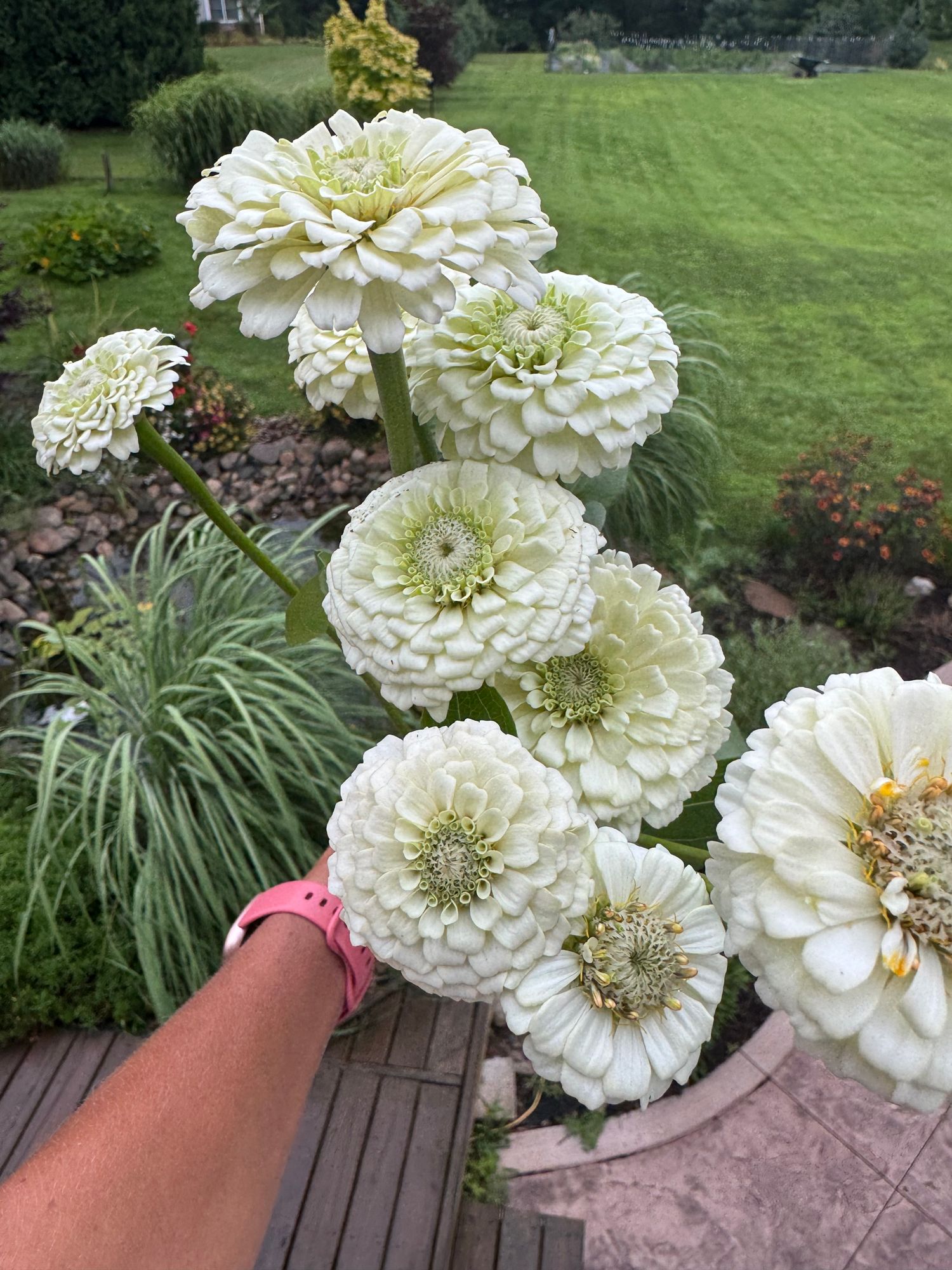 ZINNIA elegans Oklahoma White