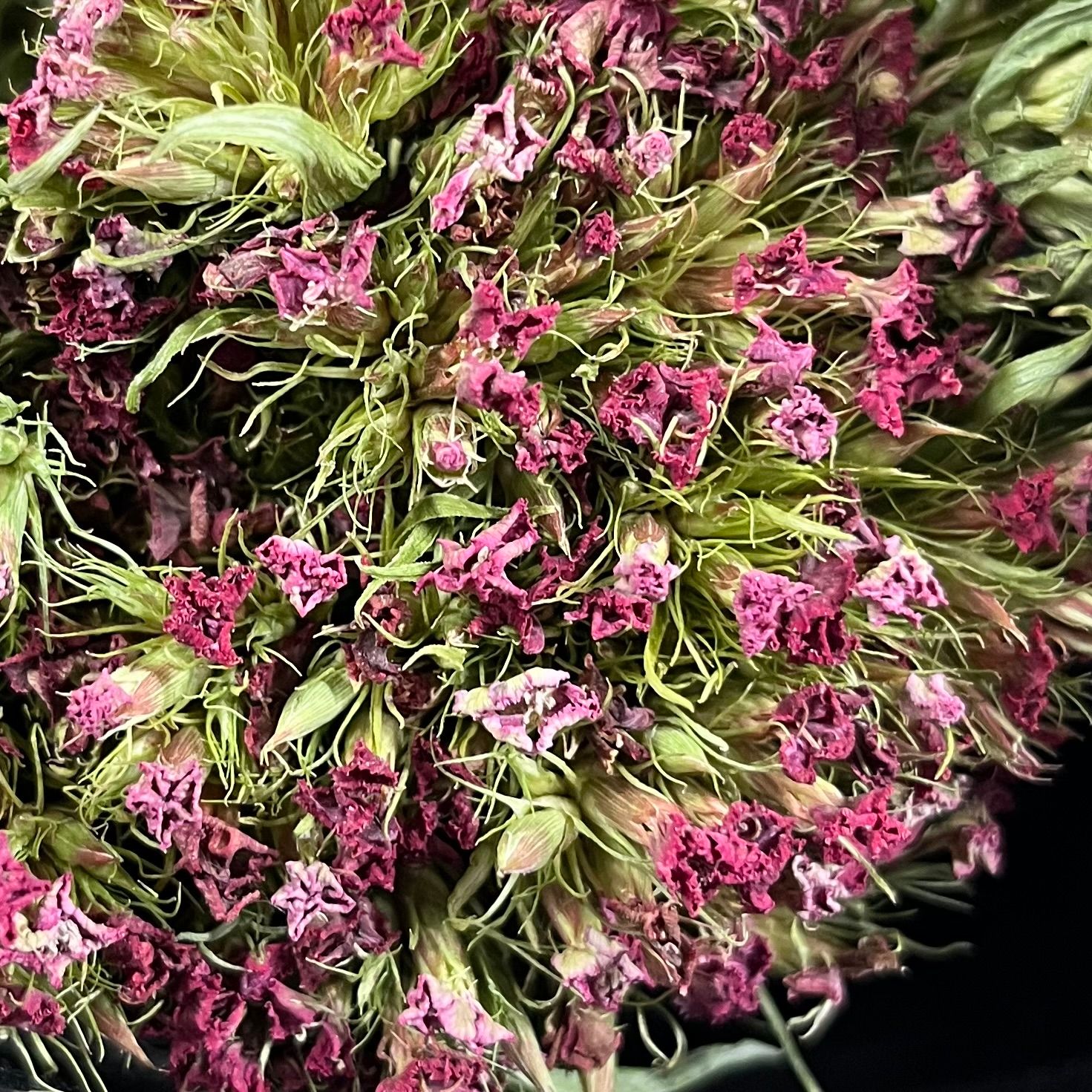 DIANTHUS barbatus Sweet