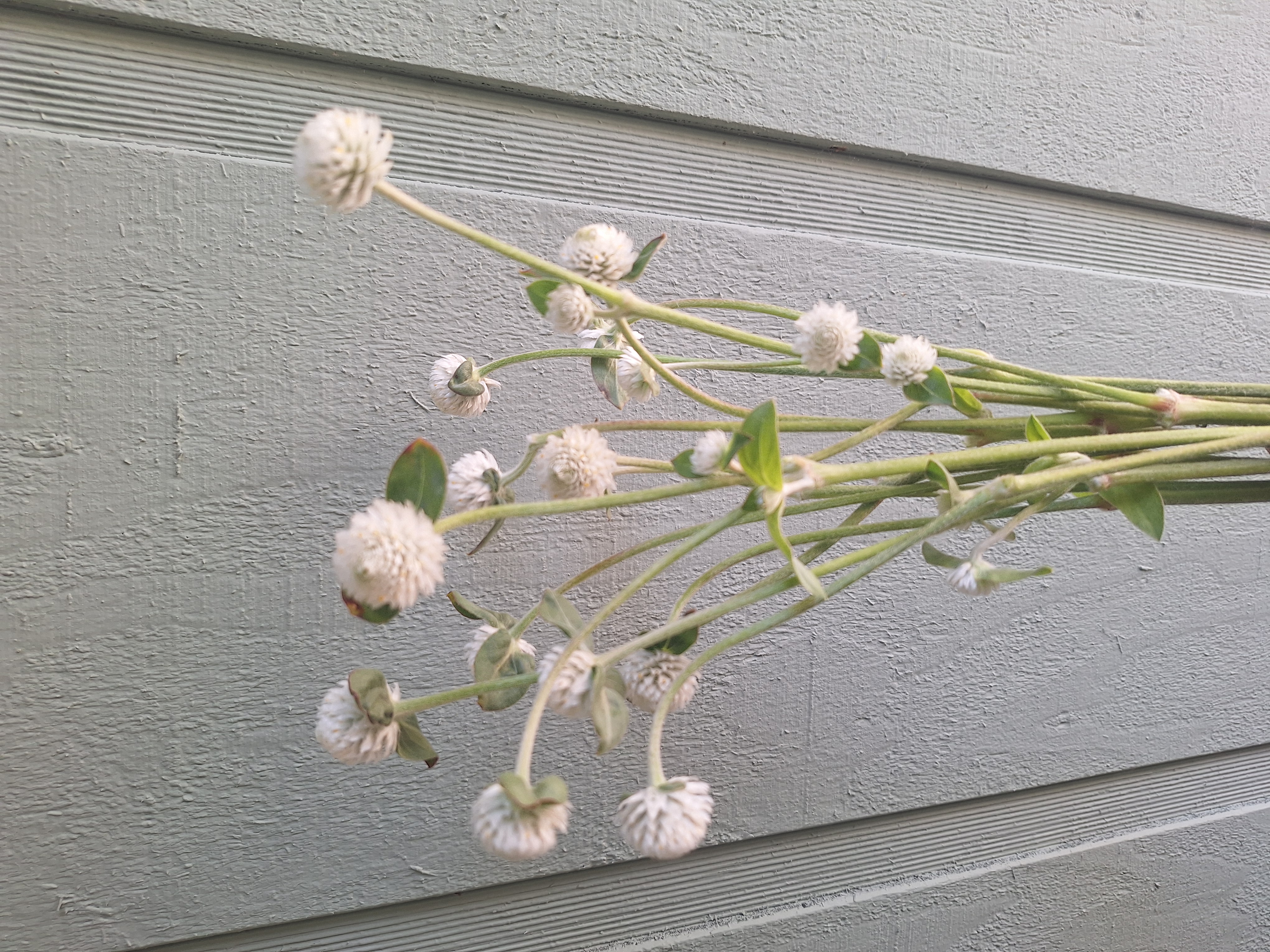 GOMPHRENA globosa Audray