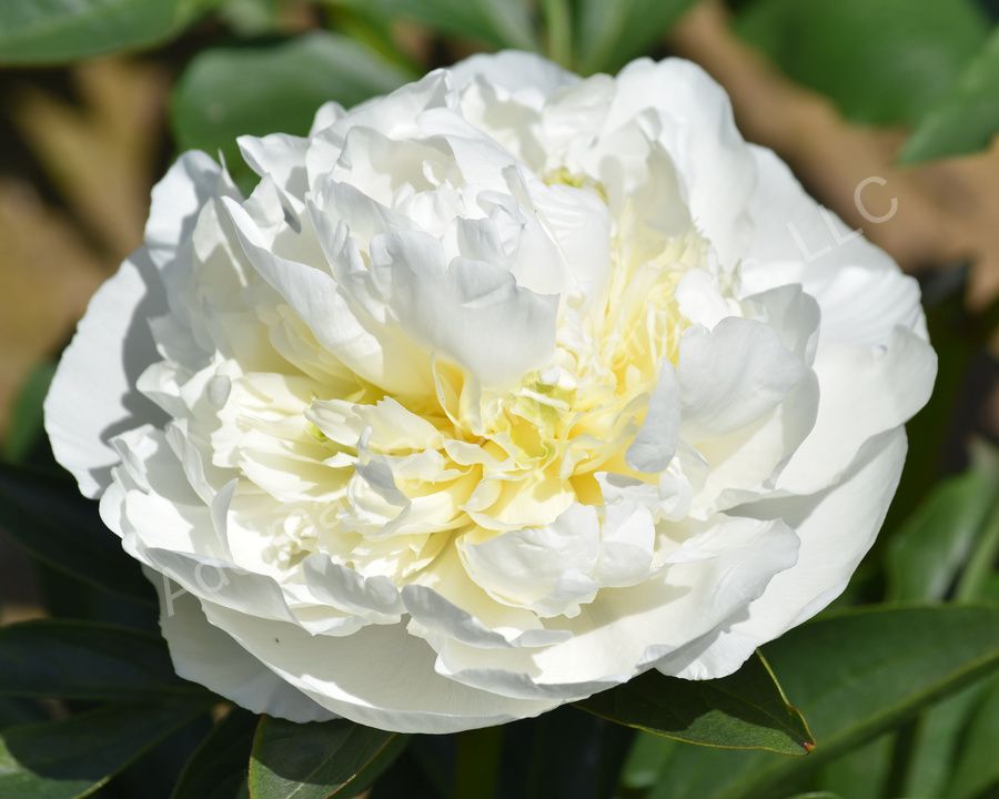 PAEONIA lactiflora Duchesse De Nemours
