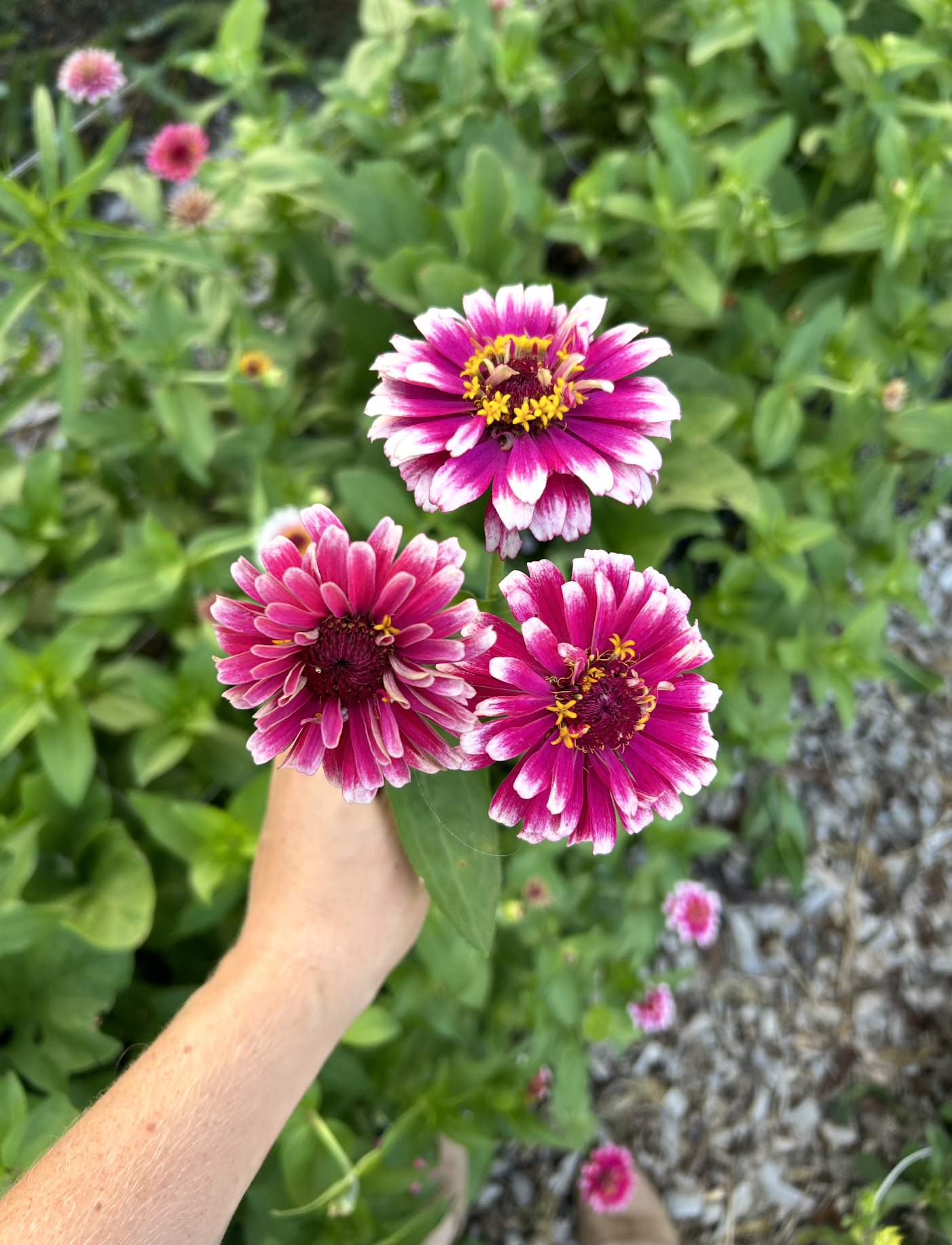 ZINNIA elegans Mazurkia
