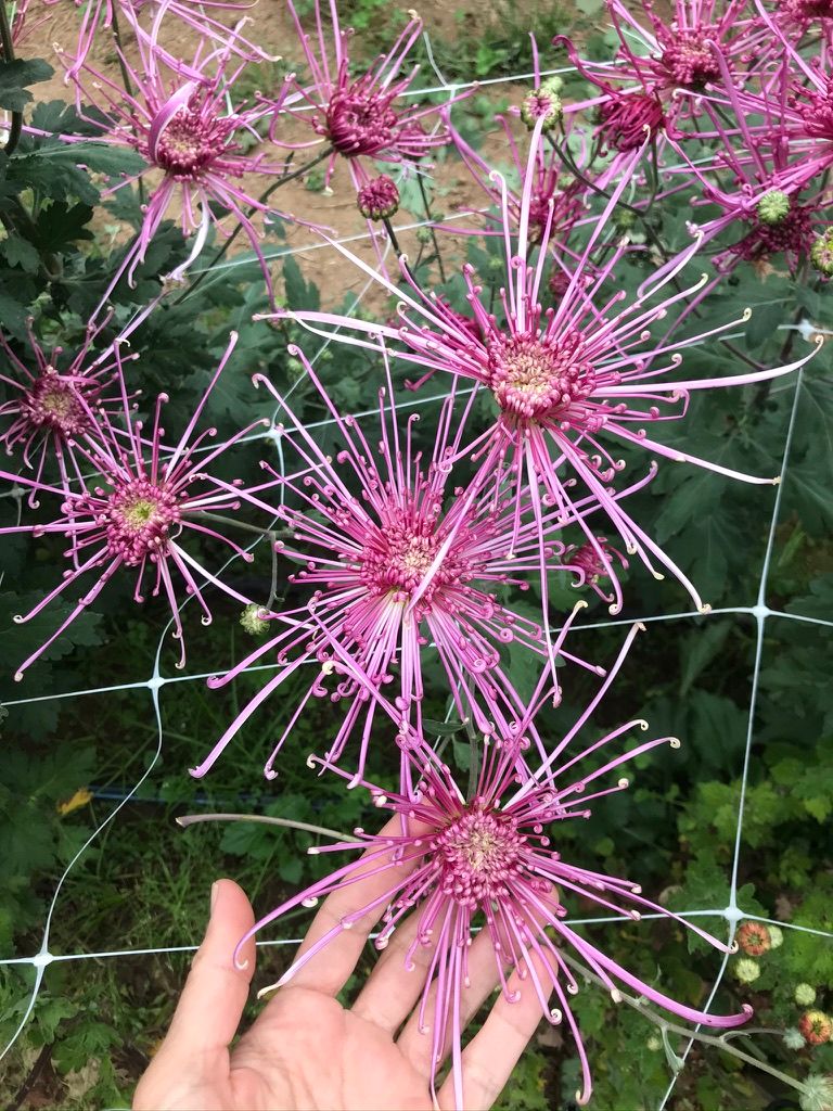 CHRYSANTHEMUM x Fleur De Lis