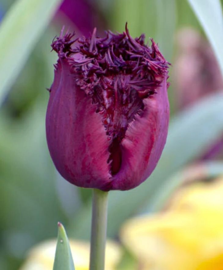 TULIPA Labrador