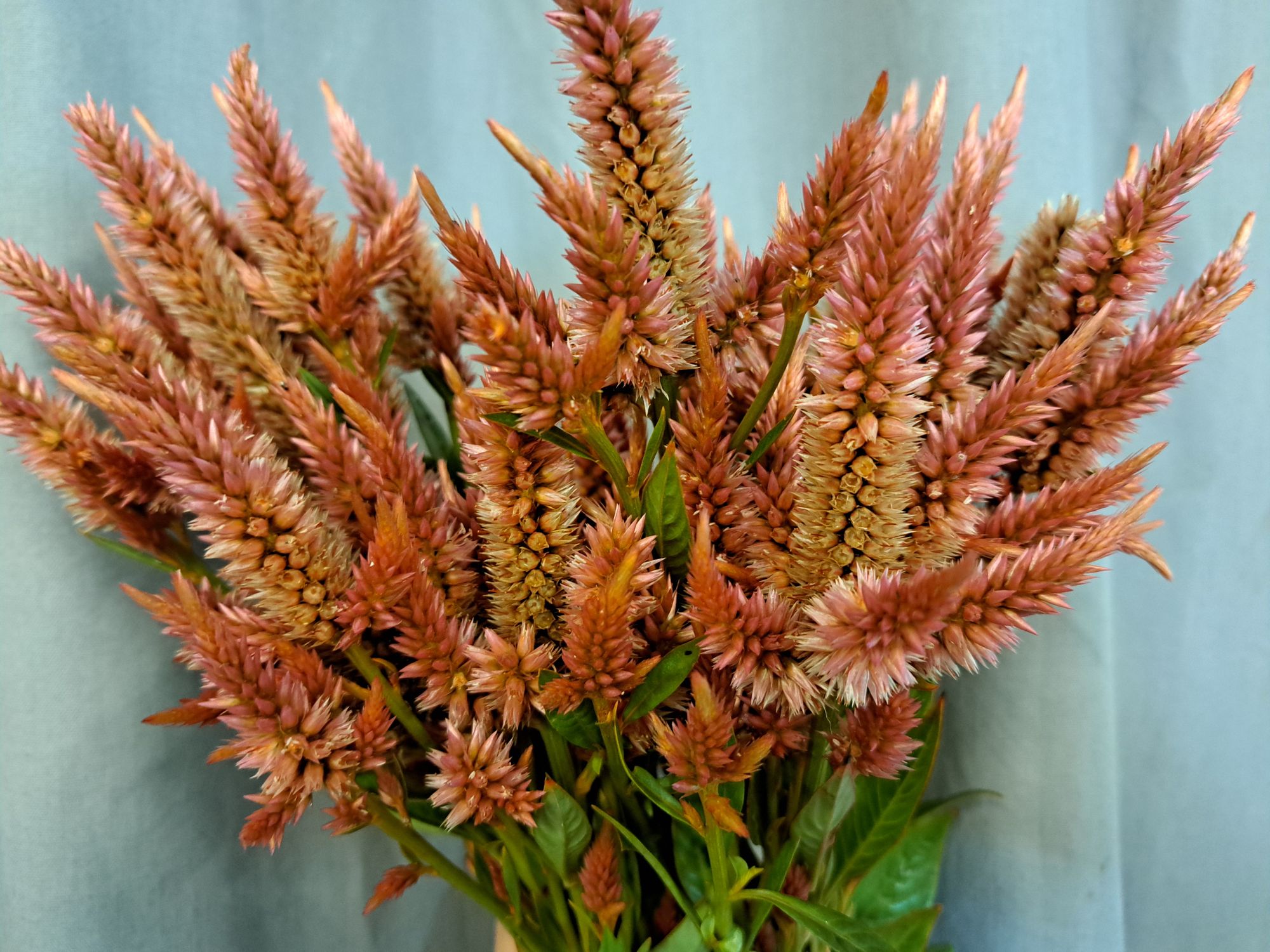 CELOSIA argentea spicata Celway Terracotta