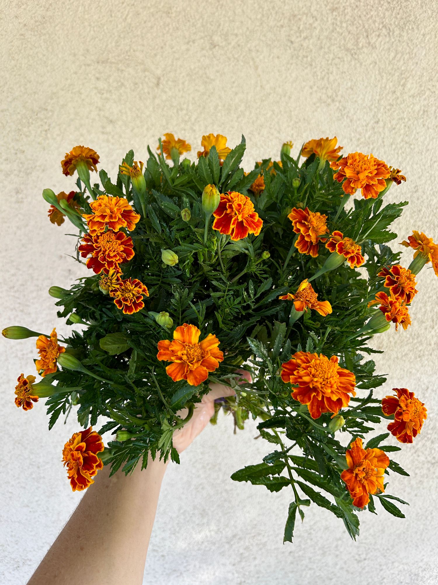 TAGETES erecta