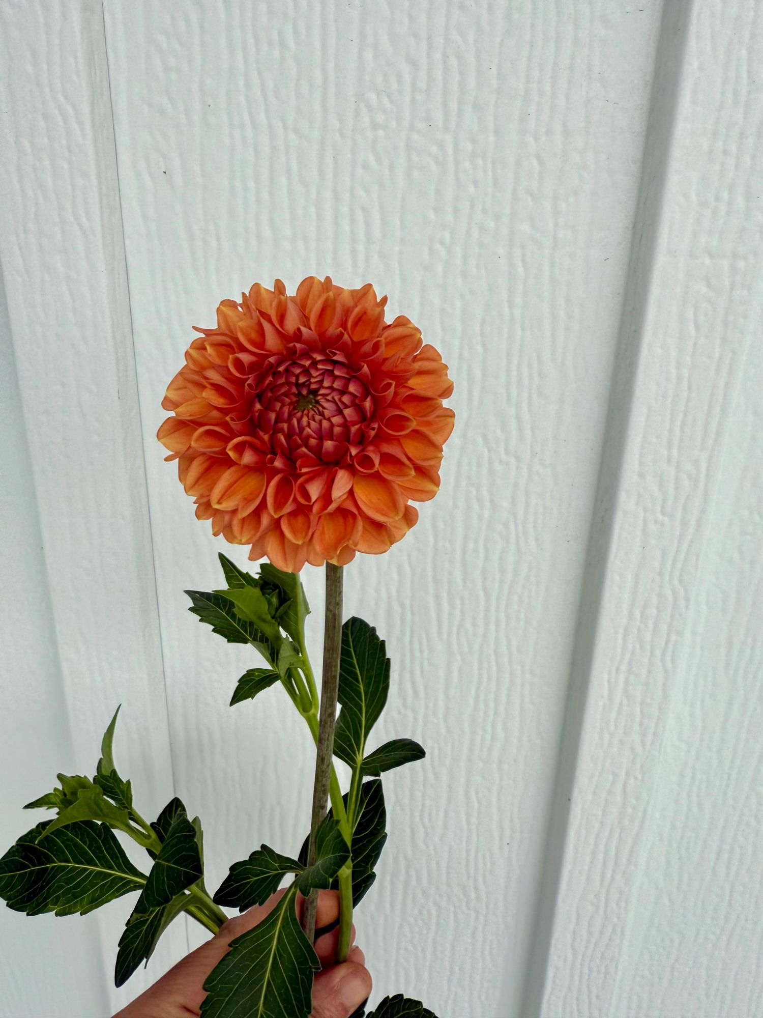 Cornel Bronze Dahlia