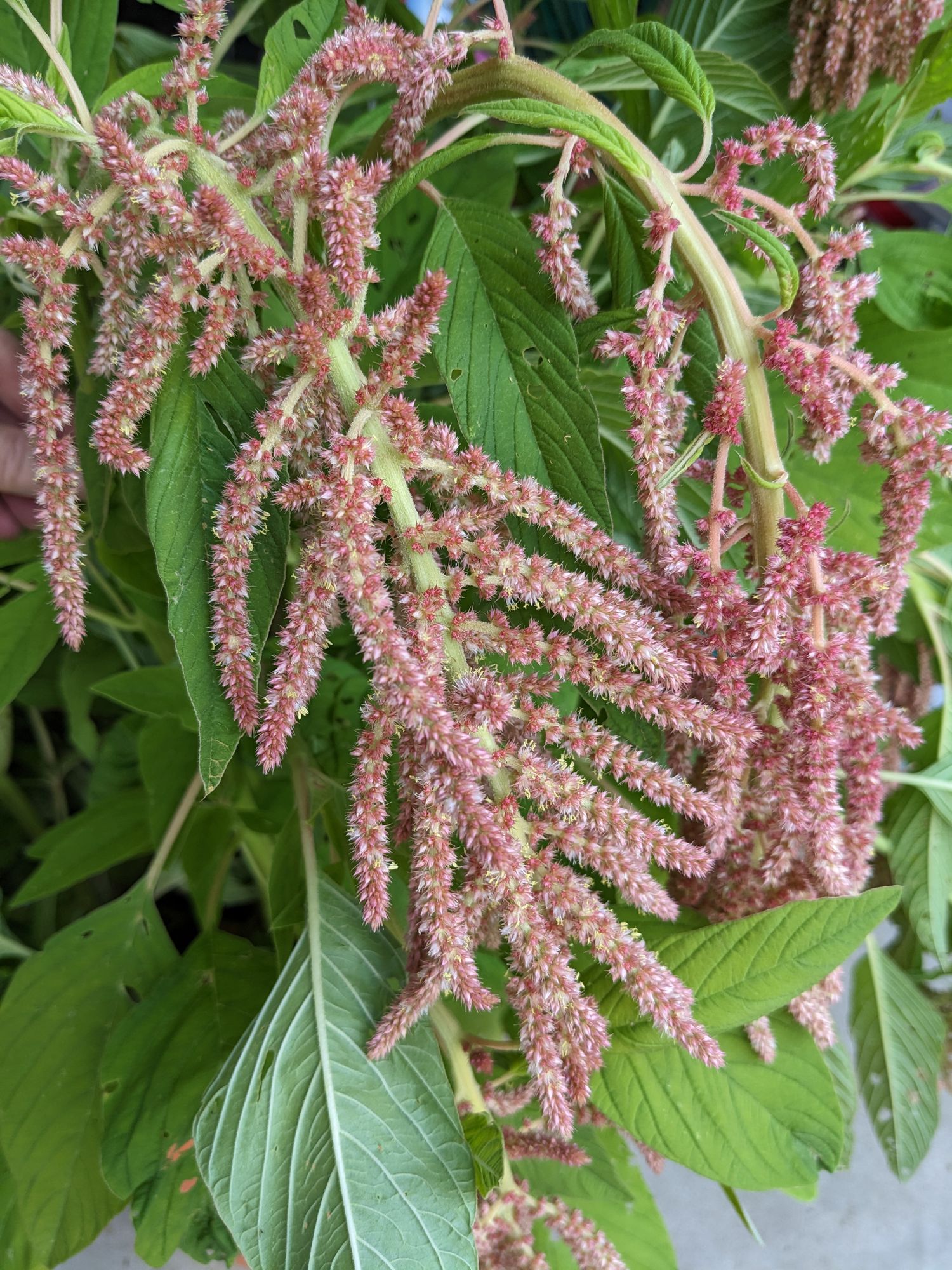 AMARANTHUS caudatus Coral Fountains