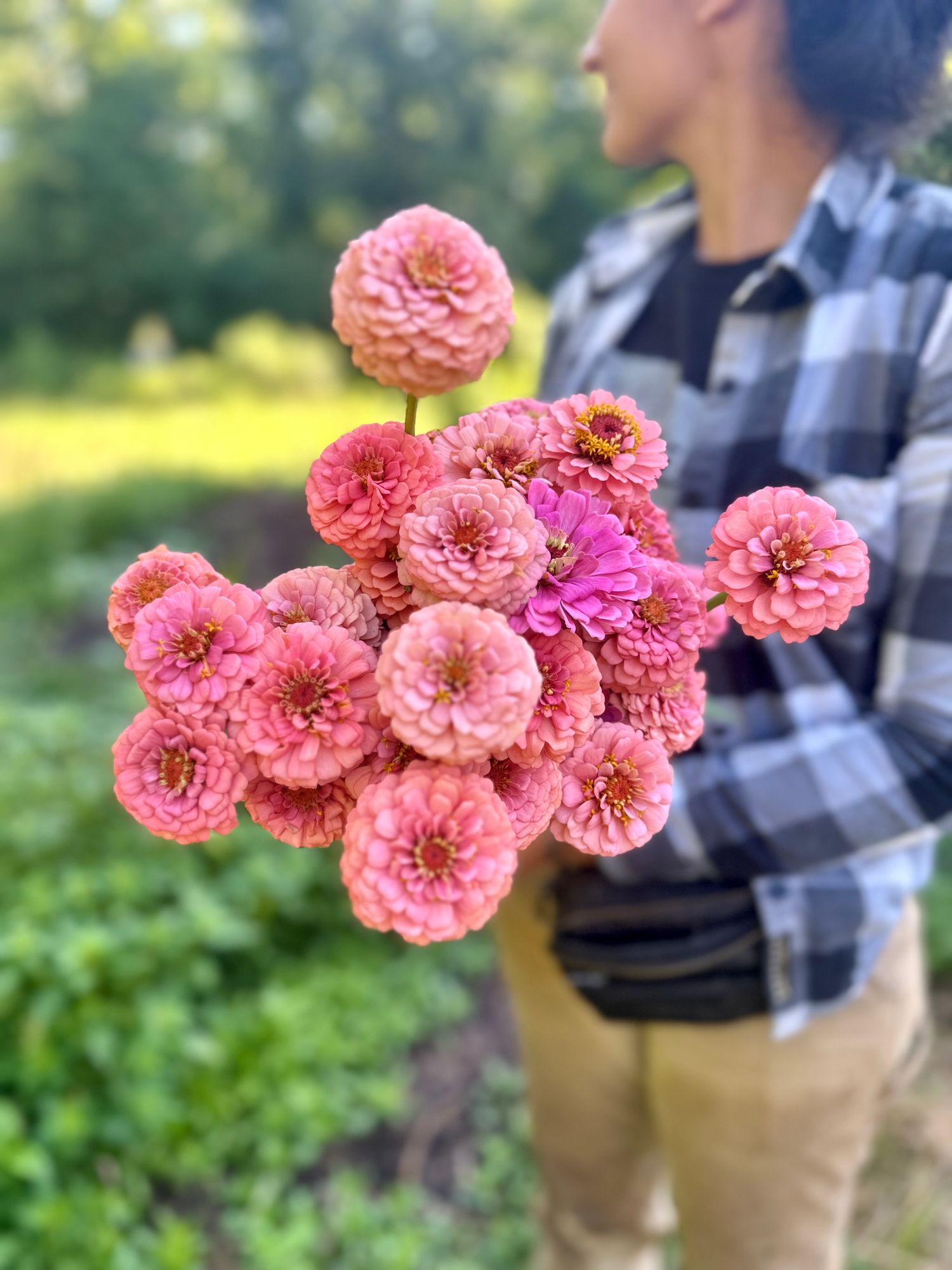 ZINNIA elegans Oklahoma Salmon