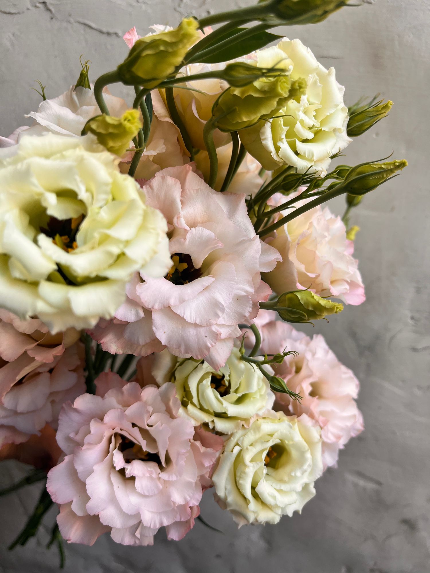 EUSTOMA grandiflorum