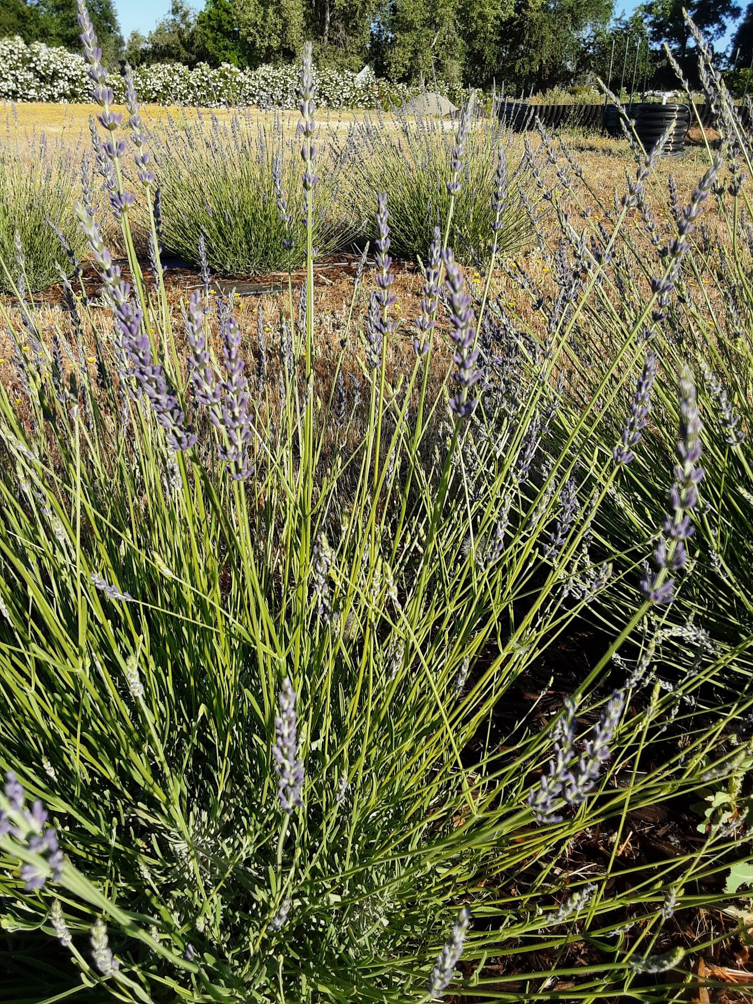 LAVENDULA x intermedia Grosso