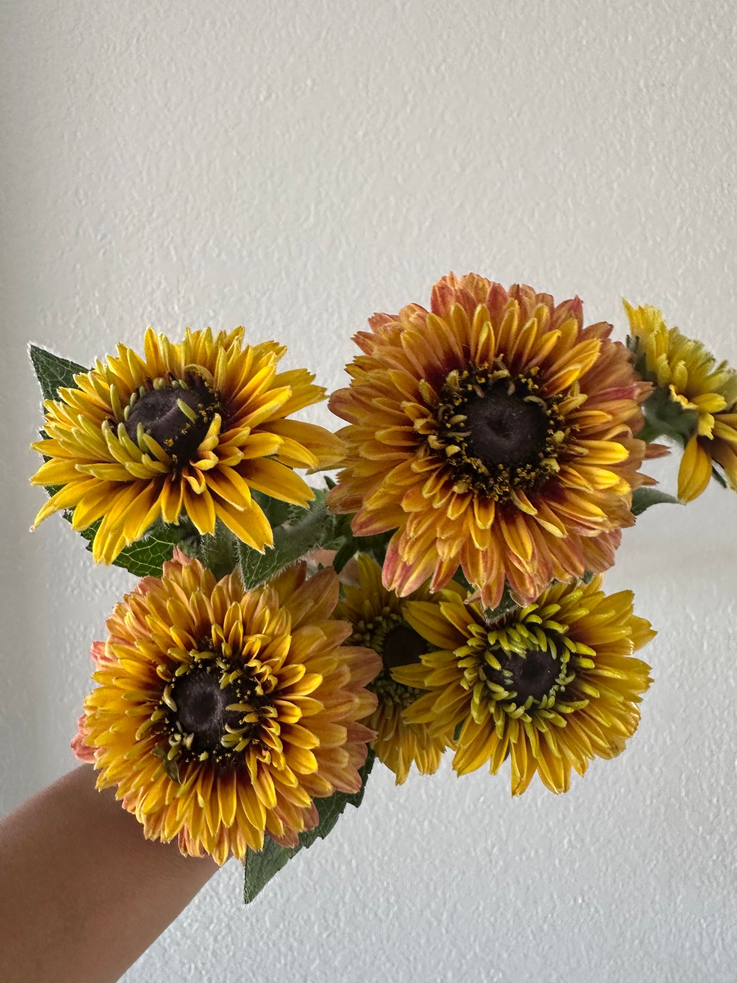 RUDBECKIA hirta Sahara