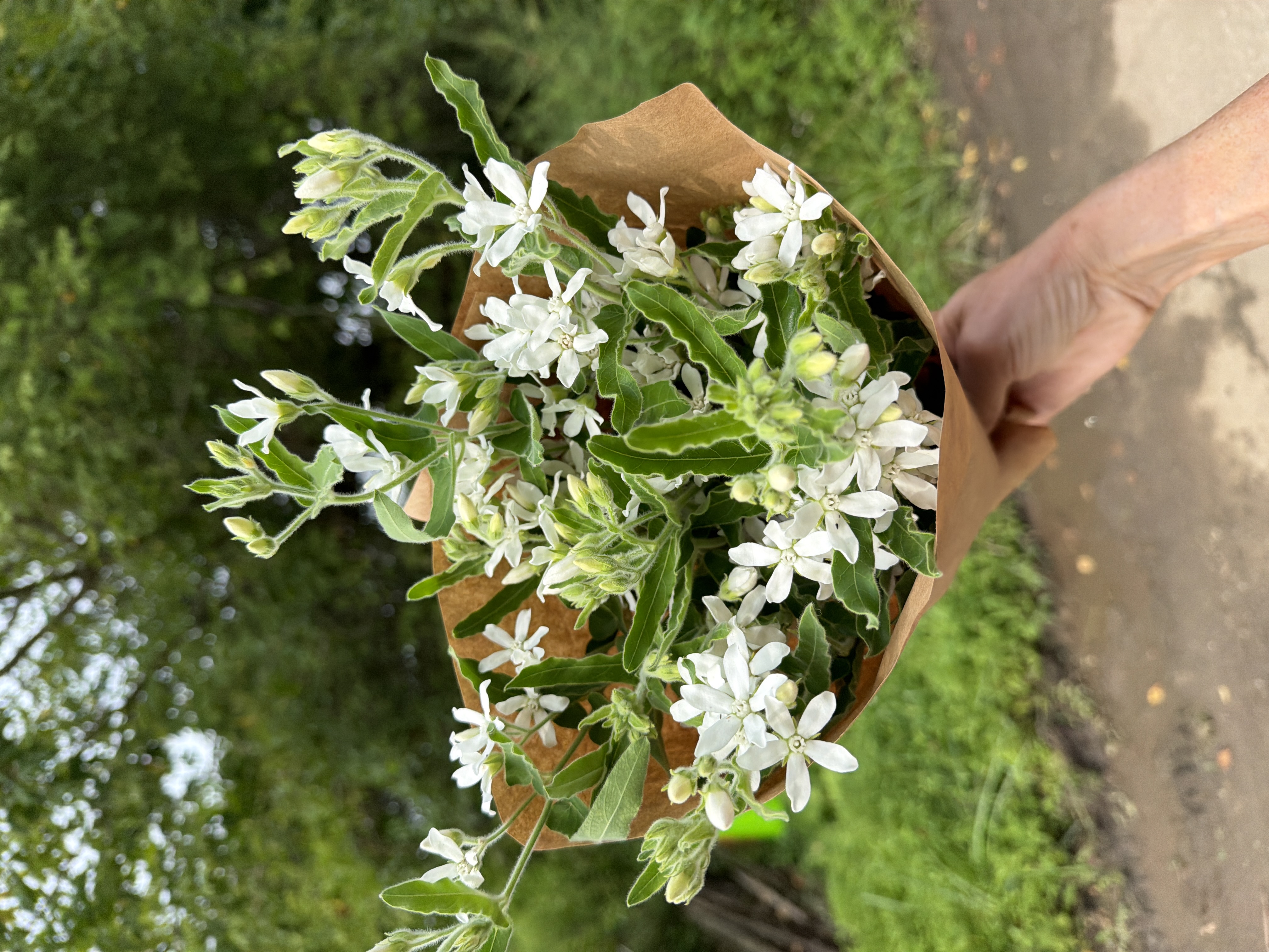 OXYPETALUM coeruleum Pint White Double Mix