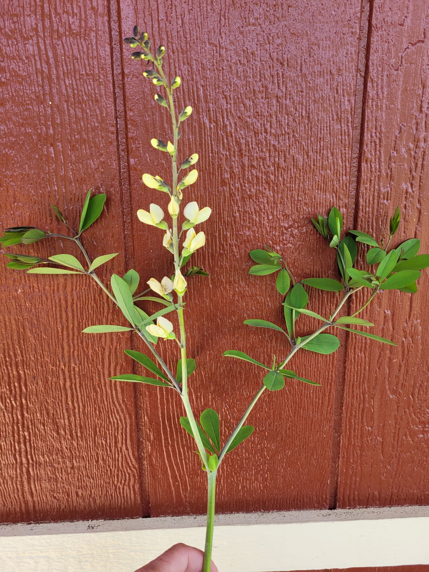 BAPTISIA x Decadence Vanilla Cream