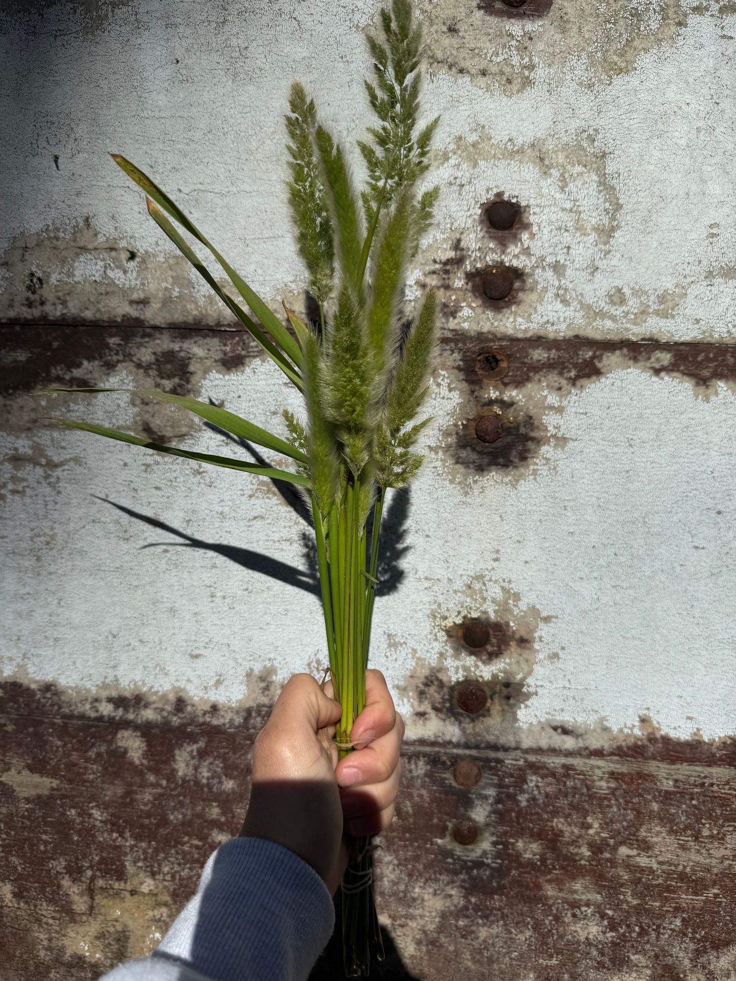 POLYPOGON monspeliensis