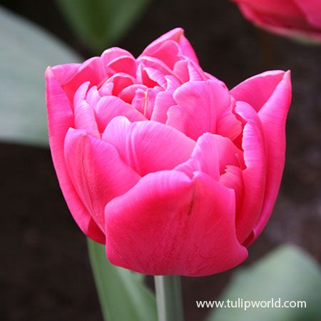 TULIPA Sunset Tropical