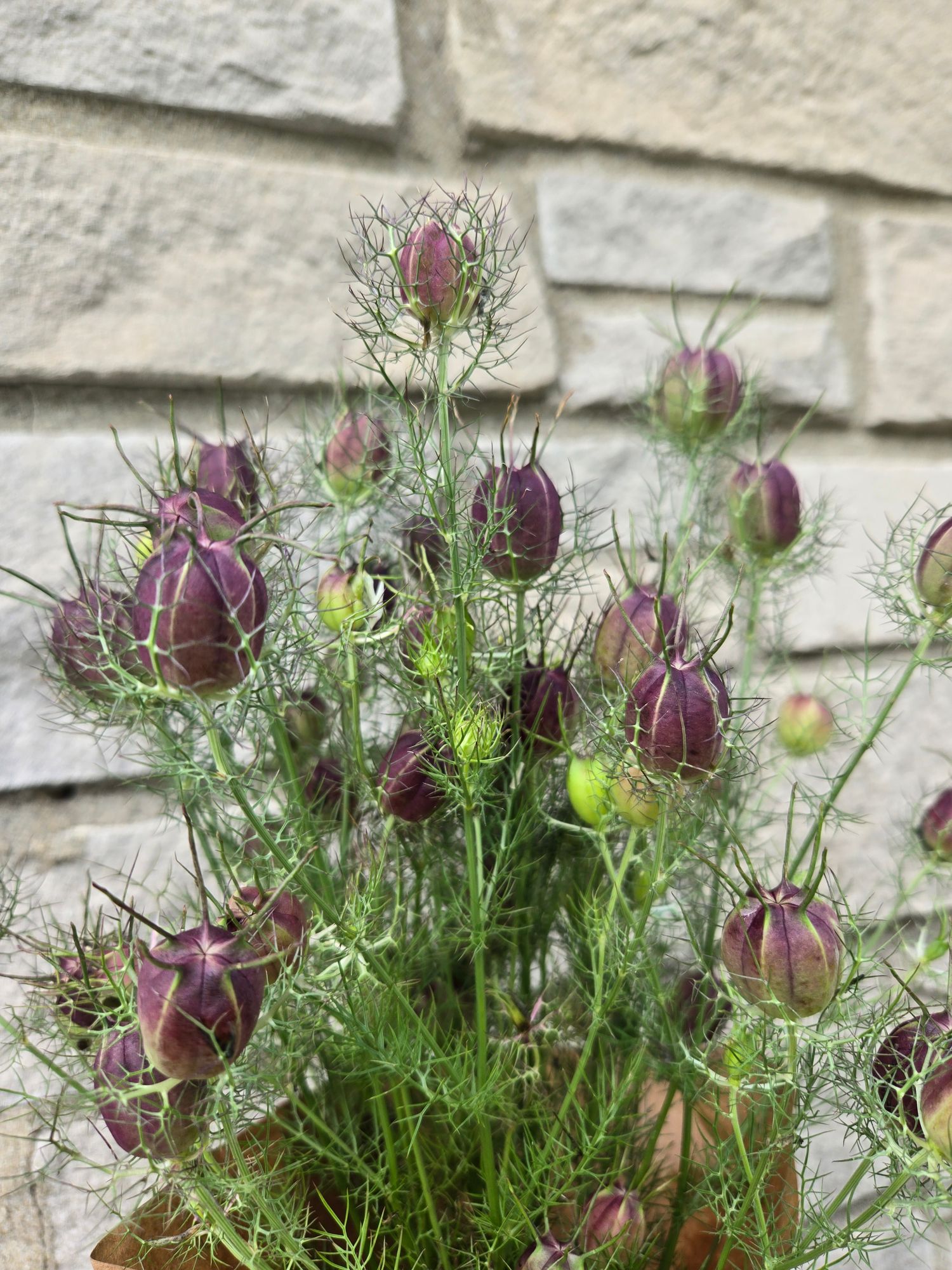 NIGELLA damascena Albion