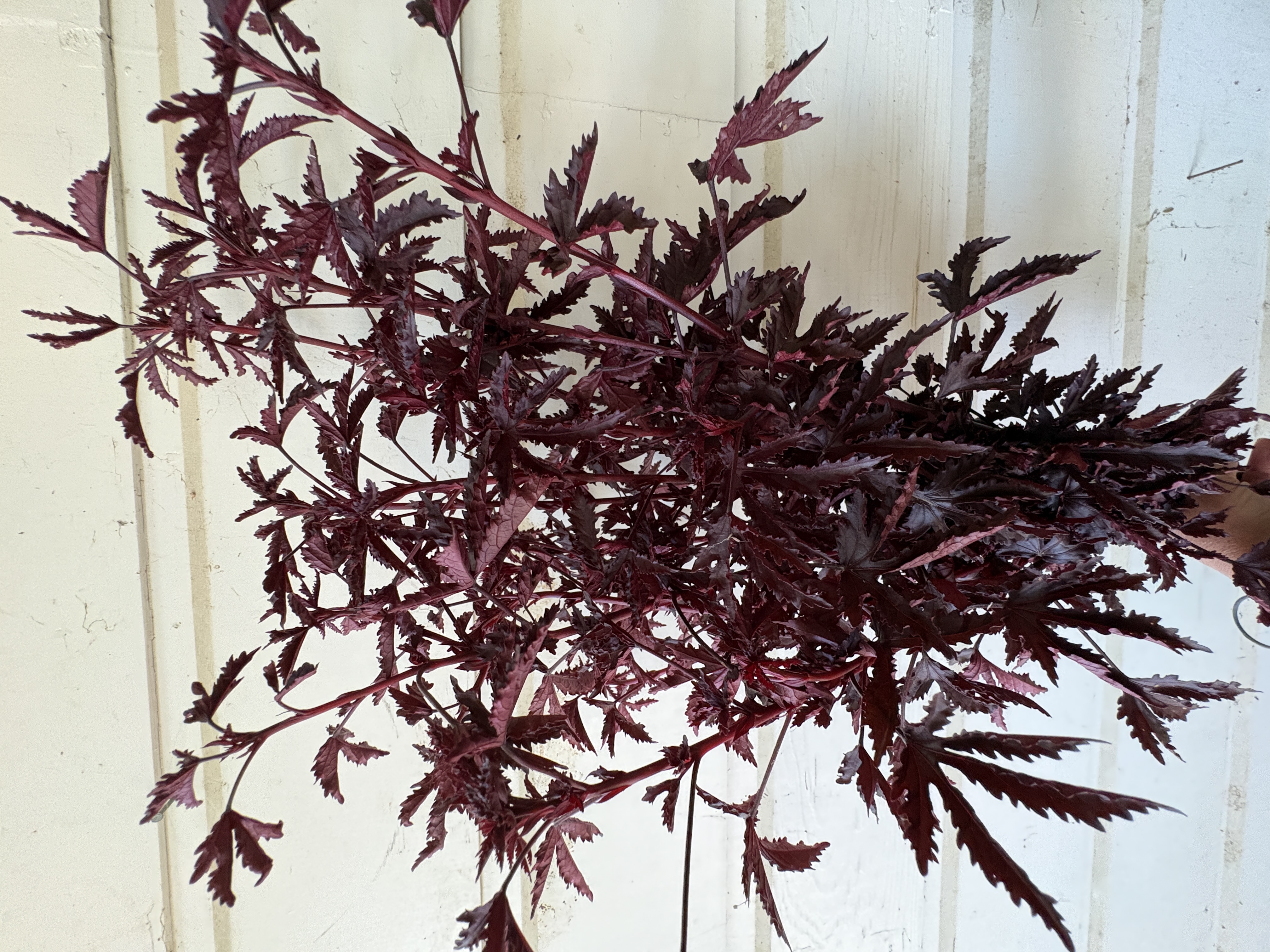 HIBISCUS acetosella