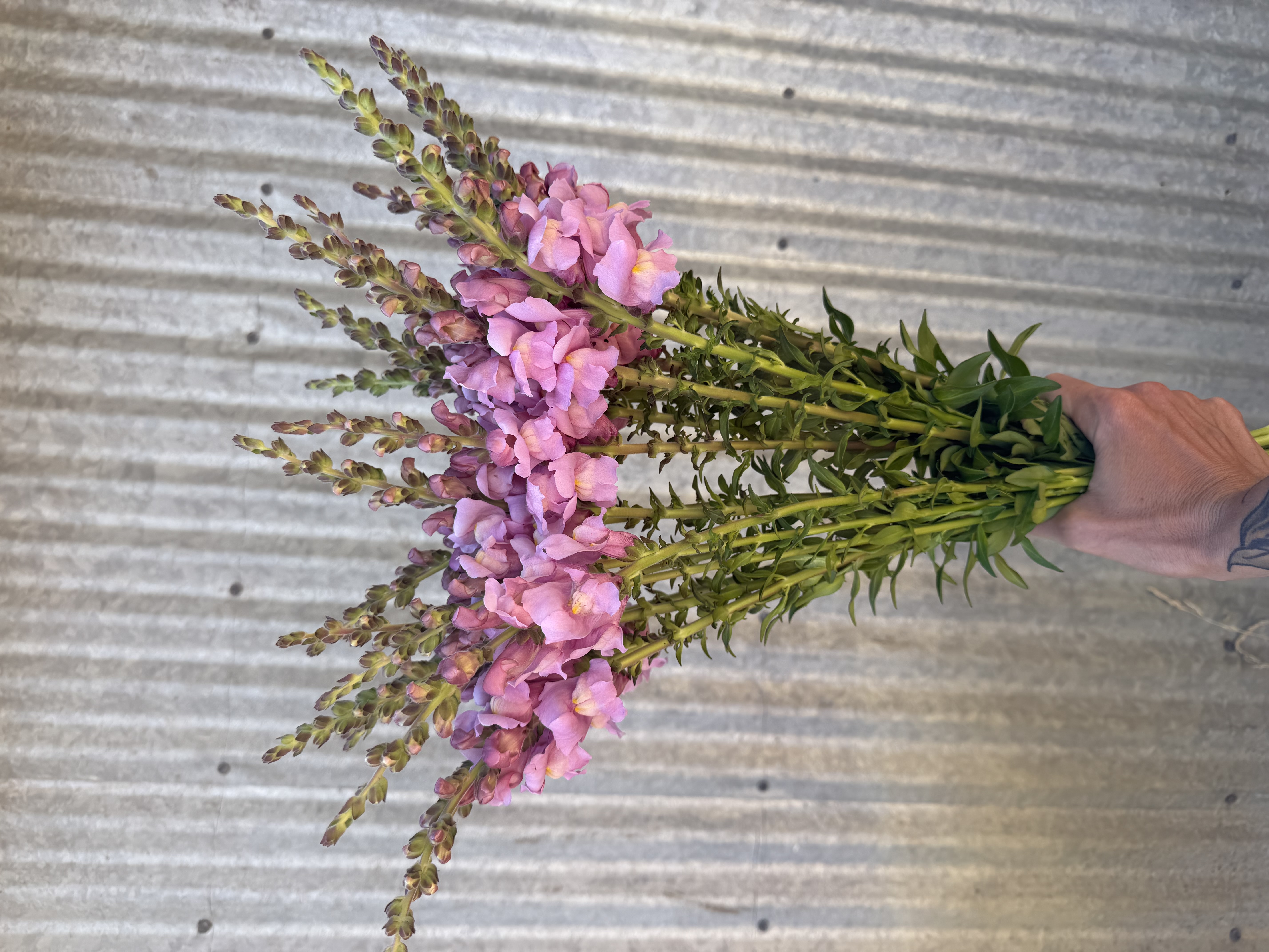 ANTIRRHINUM majus Toulon Lavender