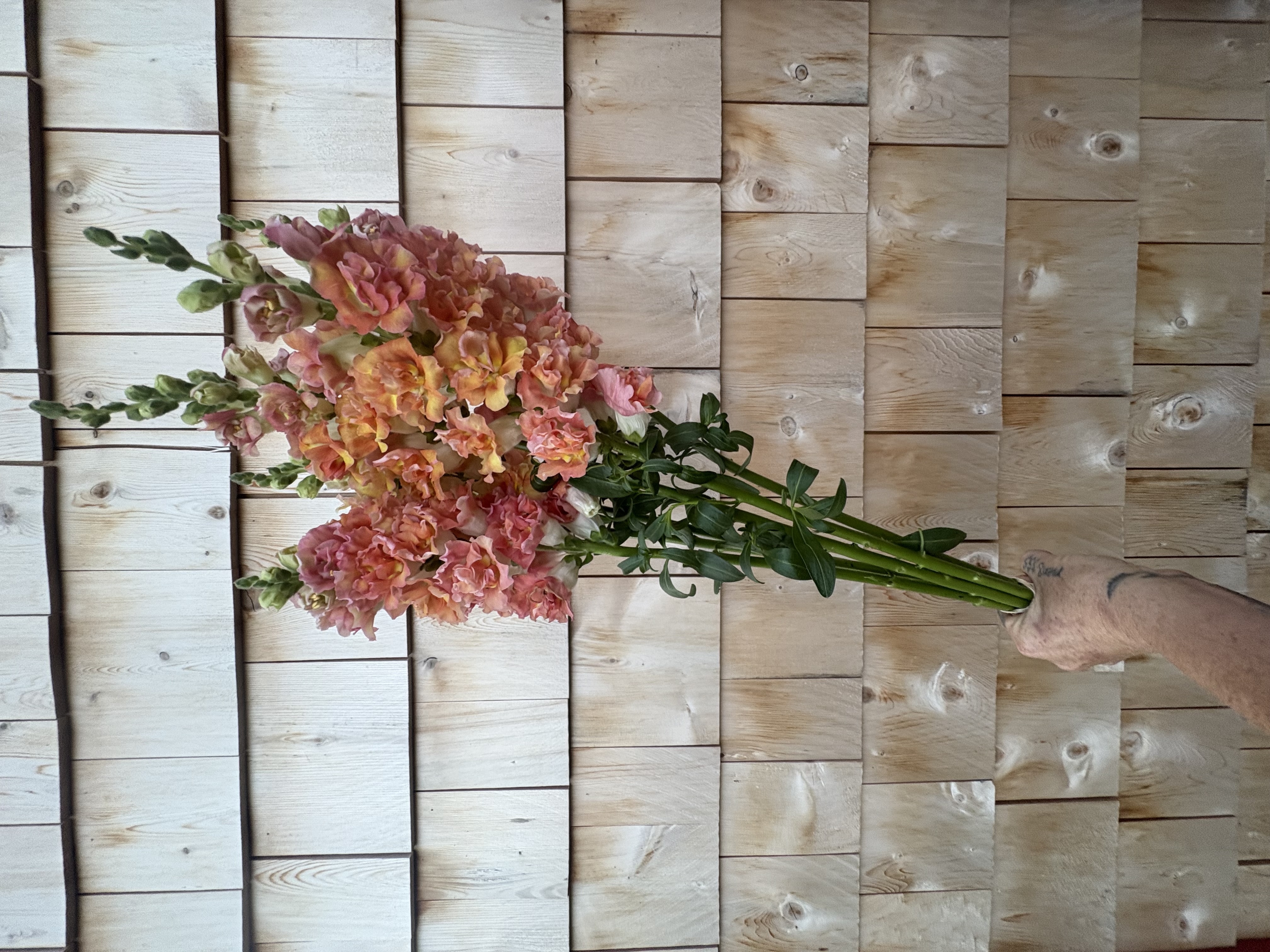 ANTIRRHINUM majus Madame Butterfly Bronze