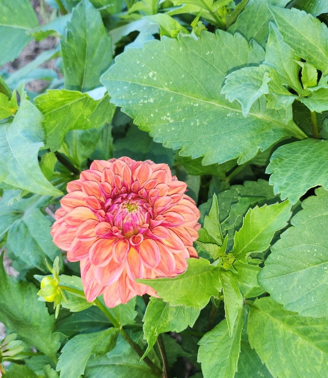 DAHLIA Iced Tea