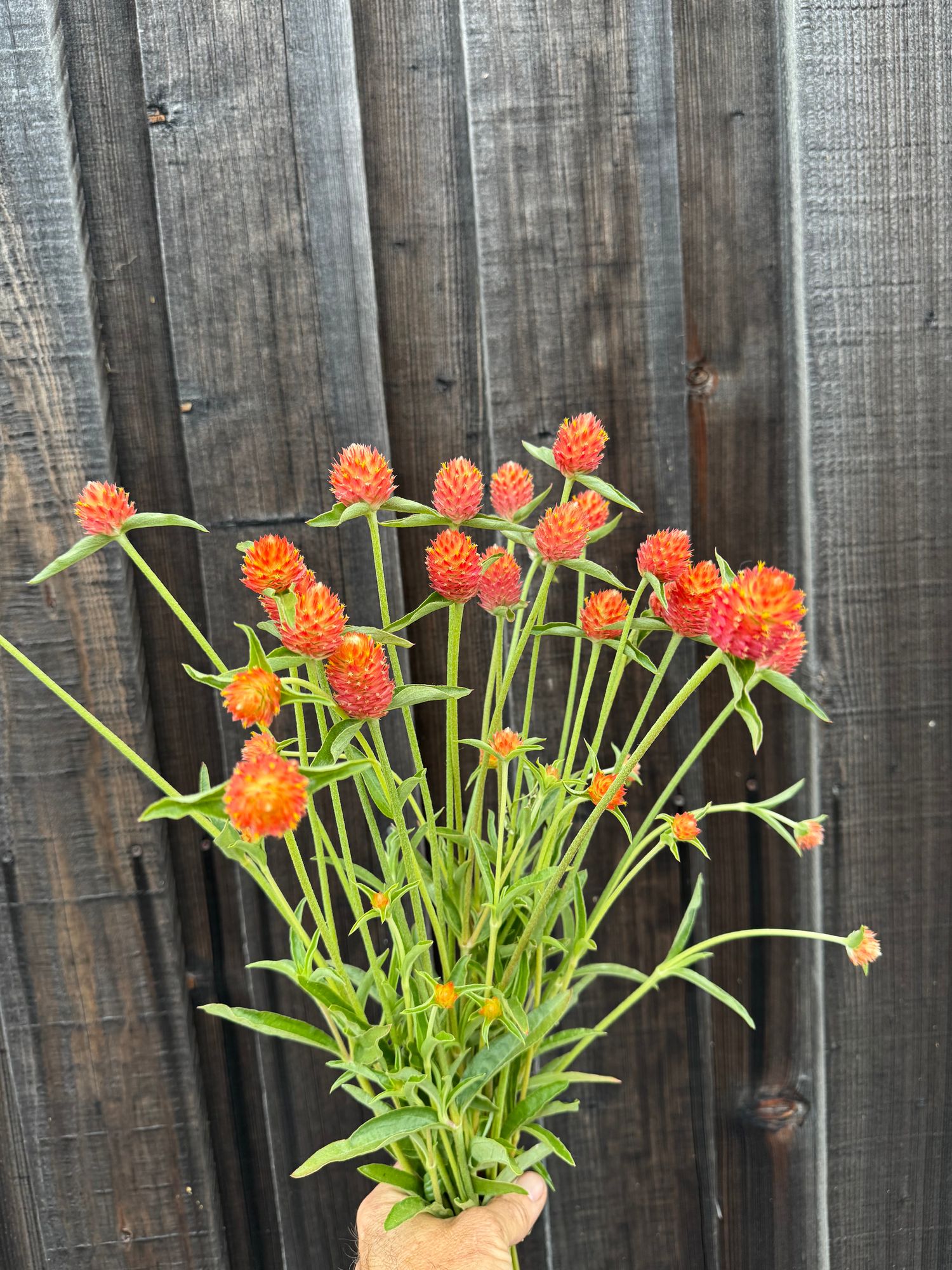 GOMPHRENA haageana QIS