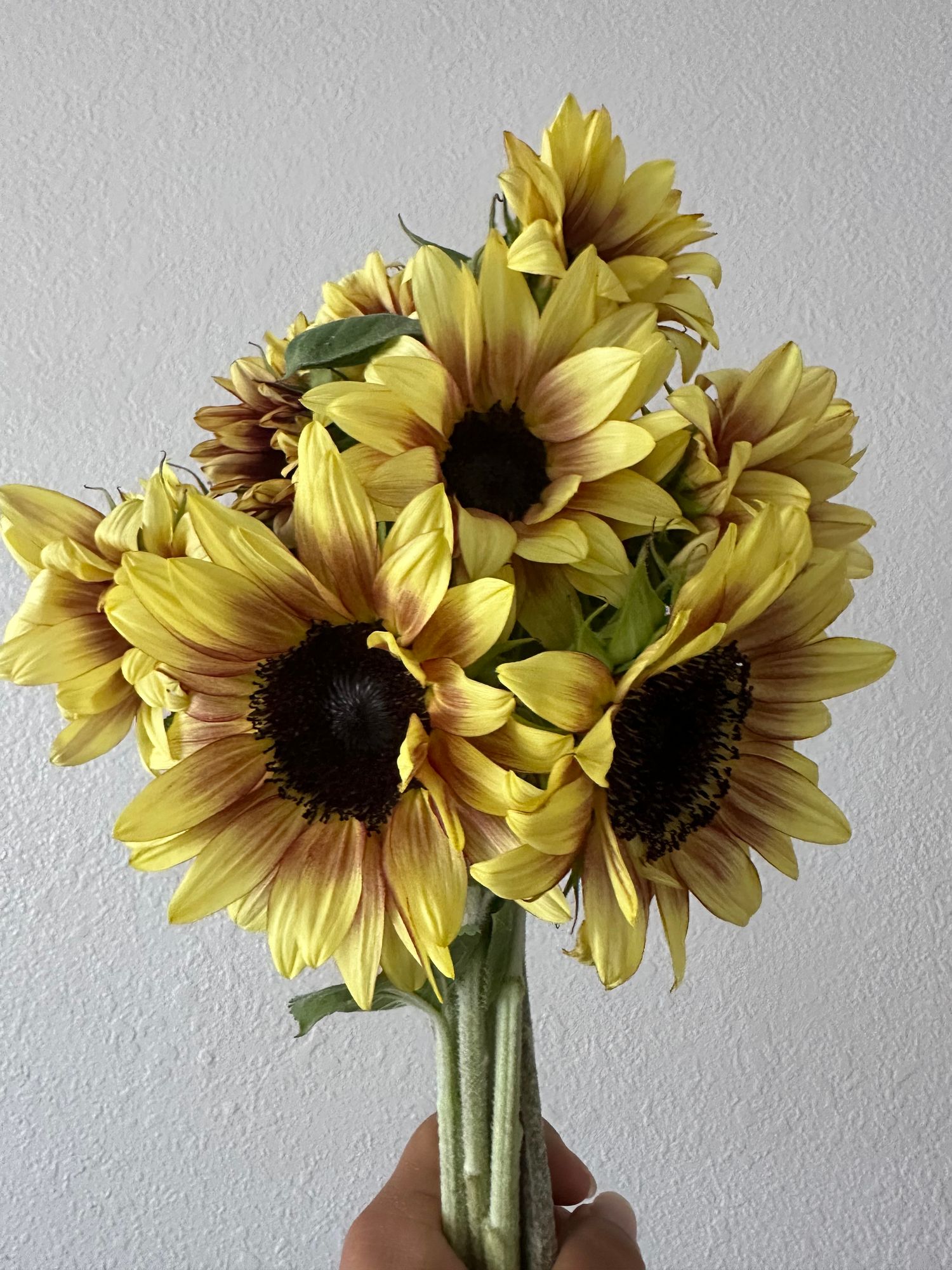 HELIANTHUS annuus ProCut
