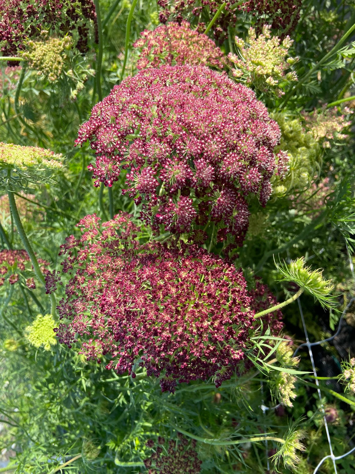 DAUCUS carota Dara