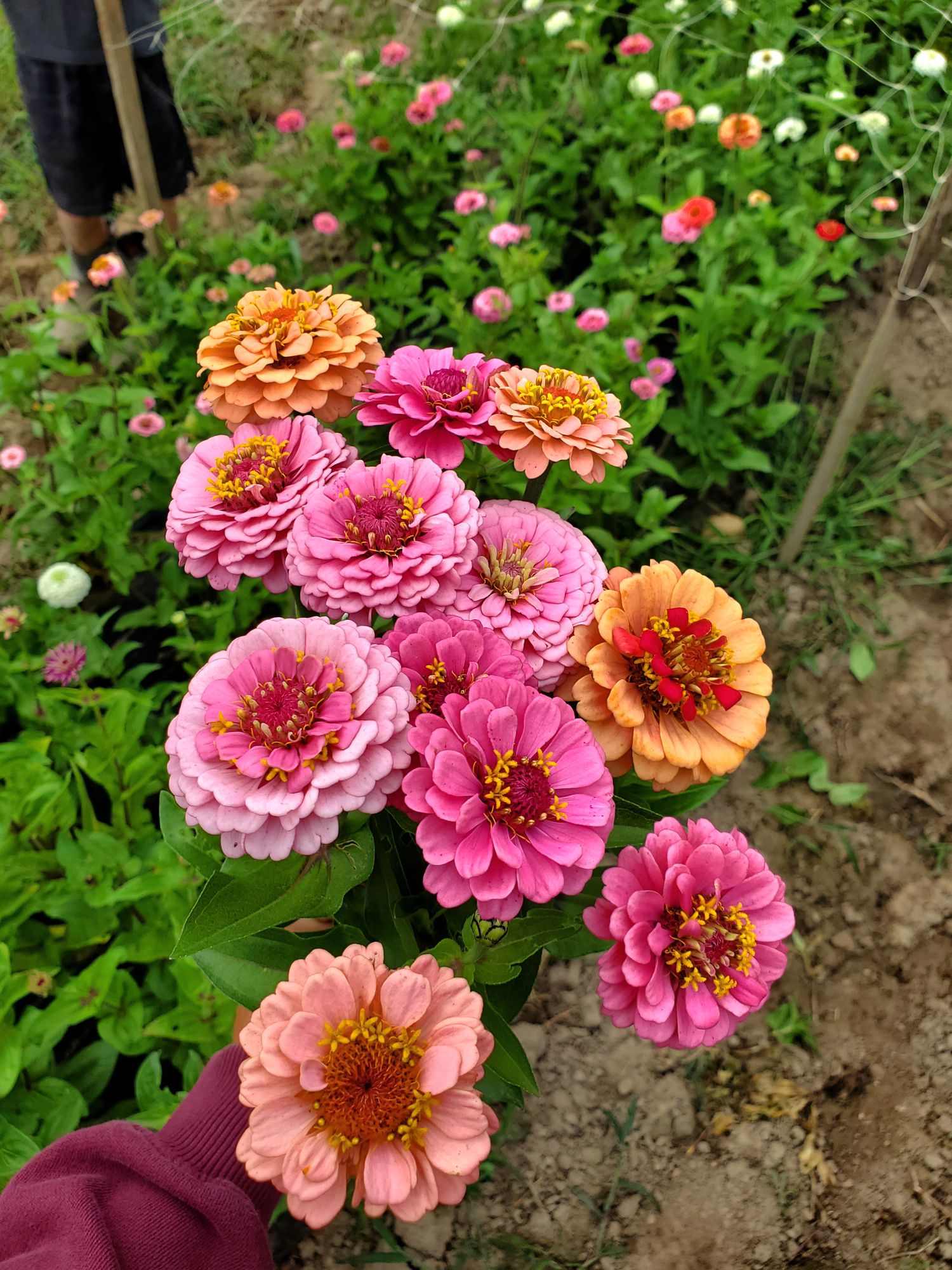 ZINNIA elegans Lilliput