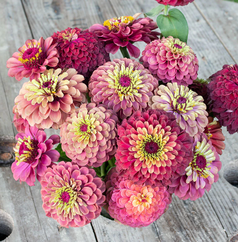 ZINNIA elegans Queeny Lime Red