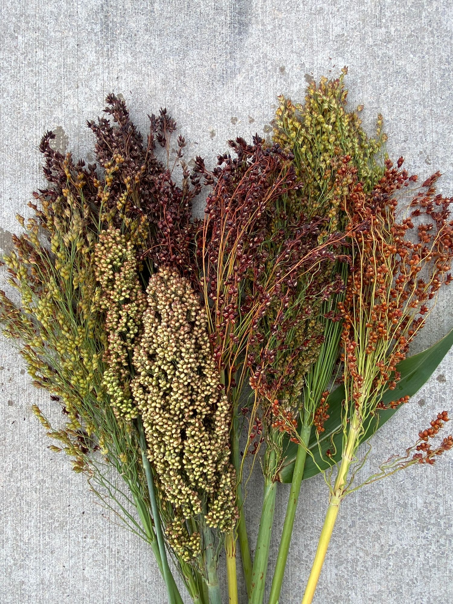 SORGHUM vulgare