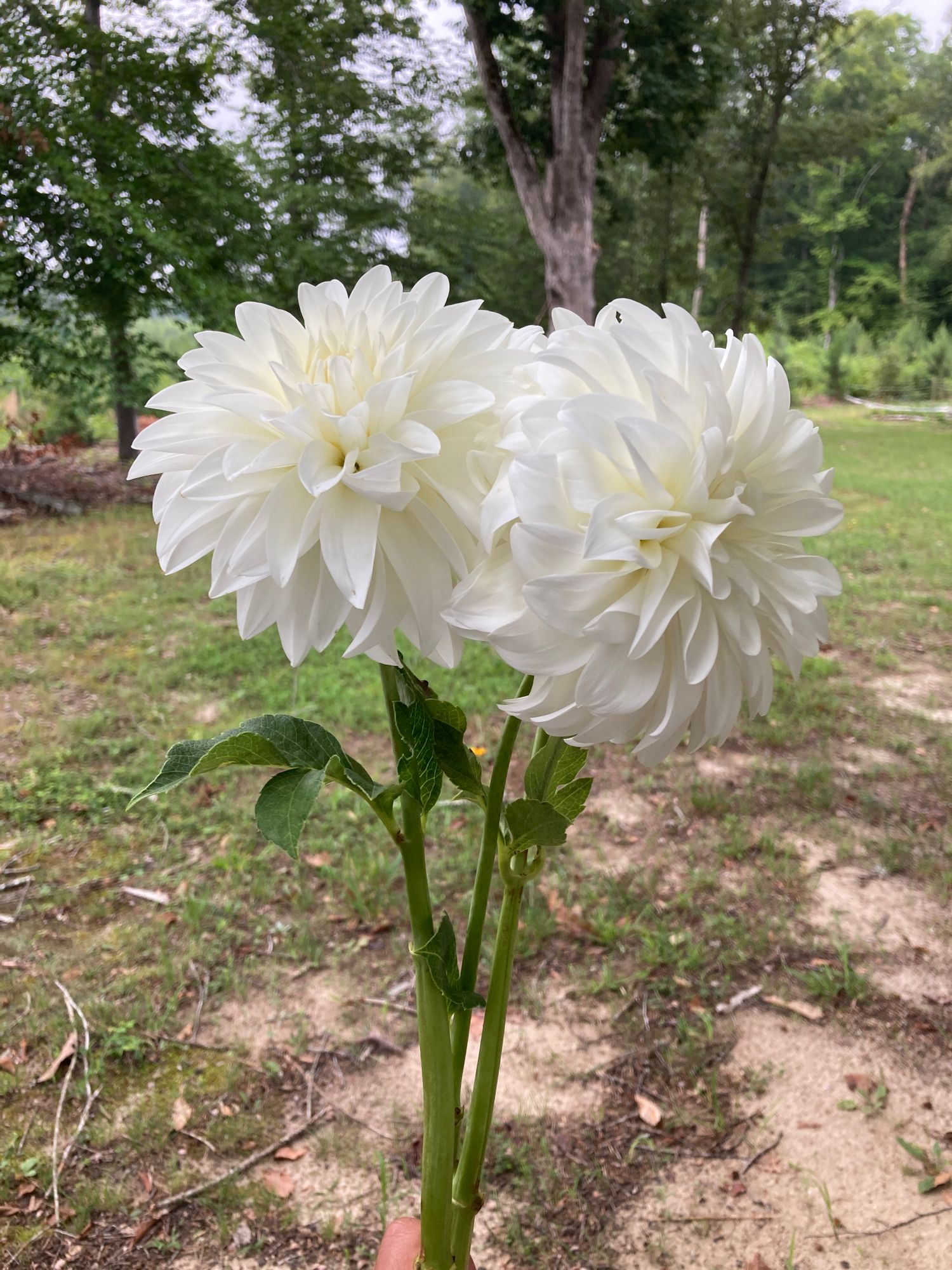 DAHLIA Decorative