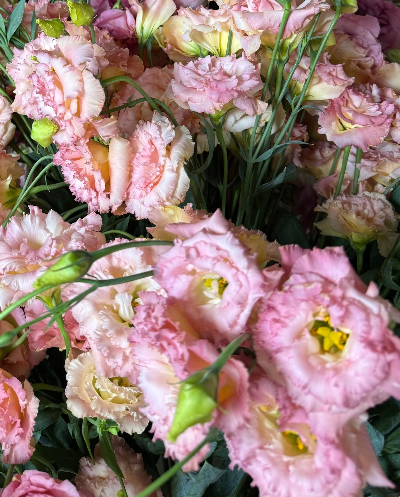 EUSTOMA grandiflorum Voyage Champagne