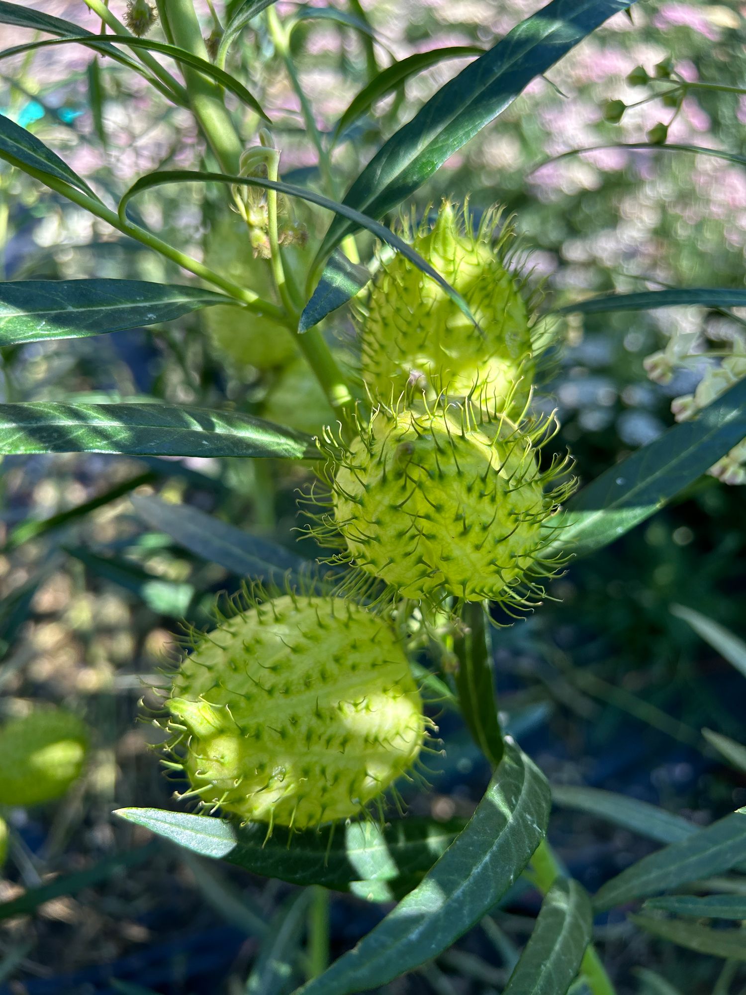 GOMPHOCARPUS physocarpus Oscar