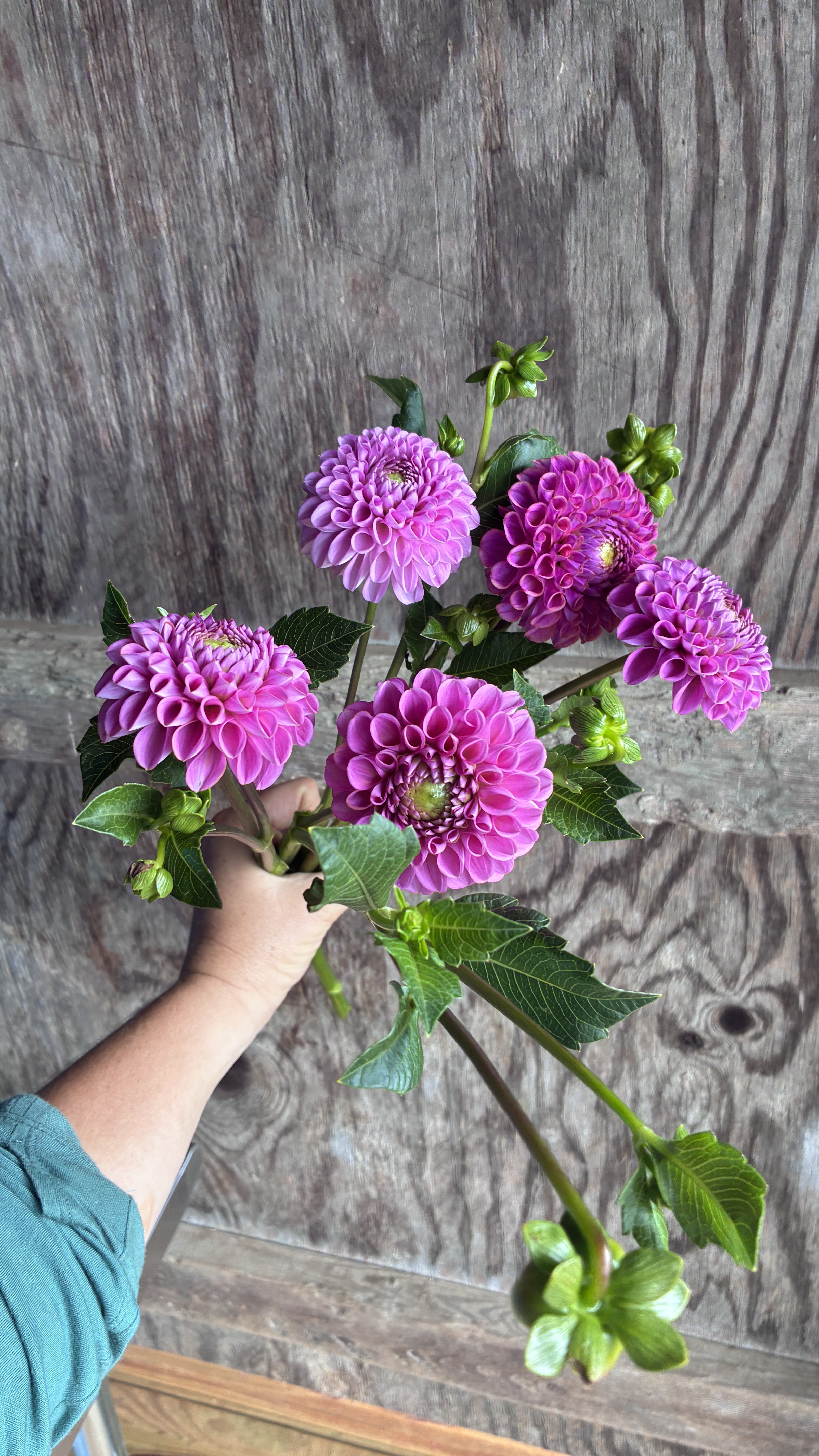 DAHLIA Caitlins Joy